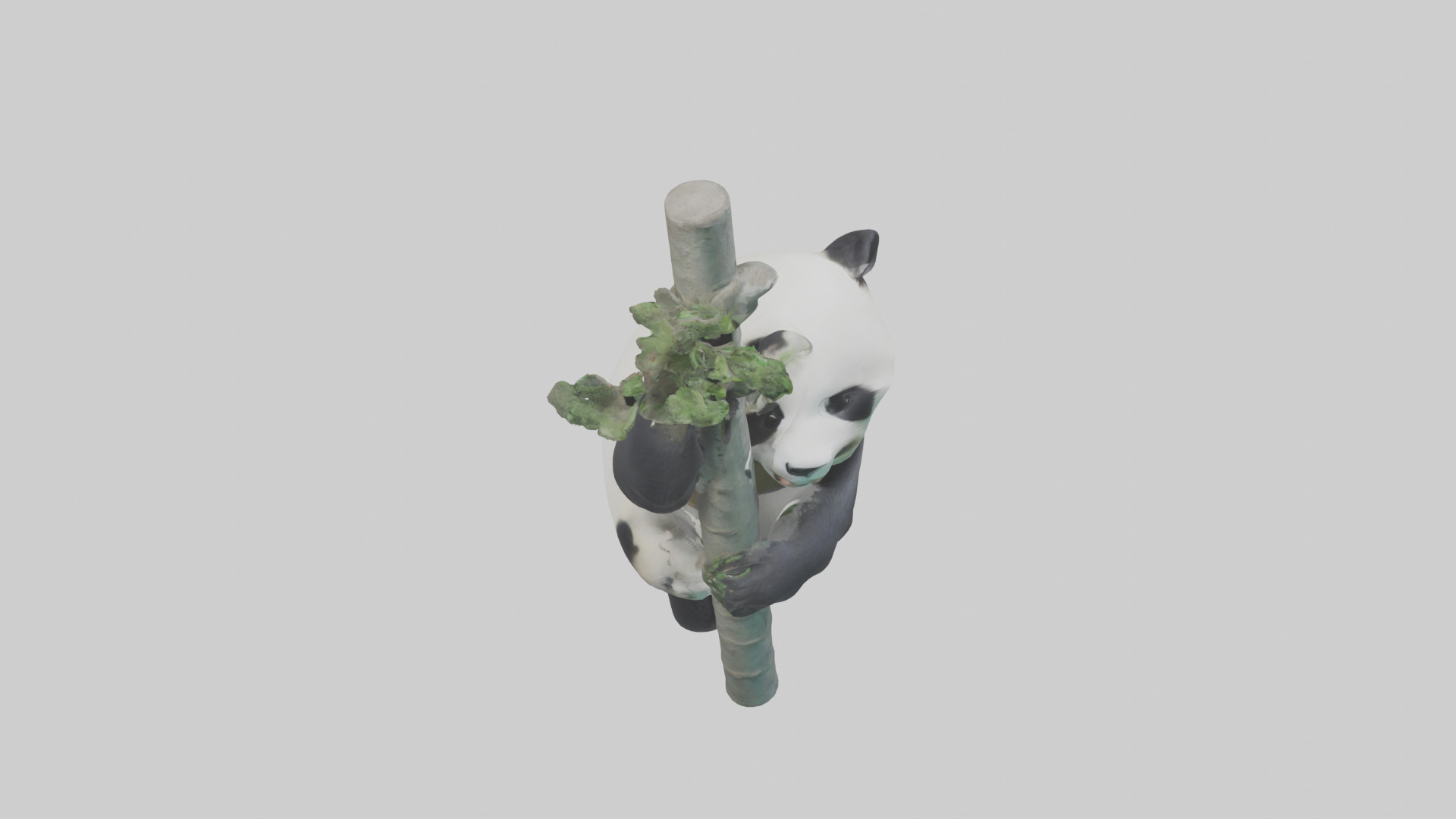 Giant Panda climbing model Low-poly 3D model_18