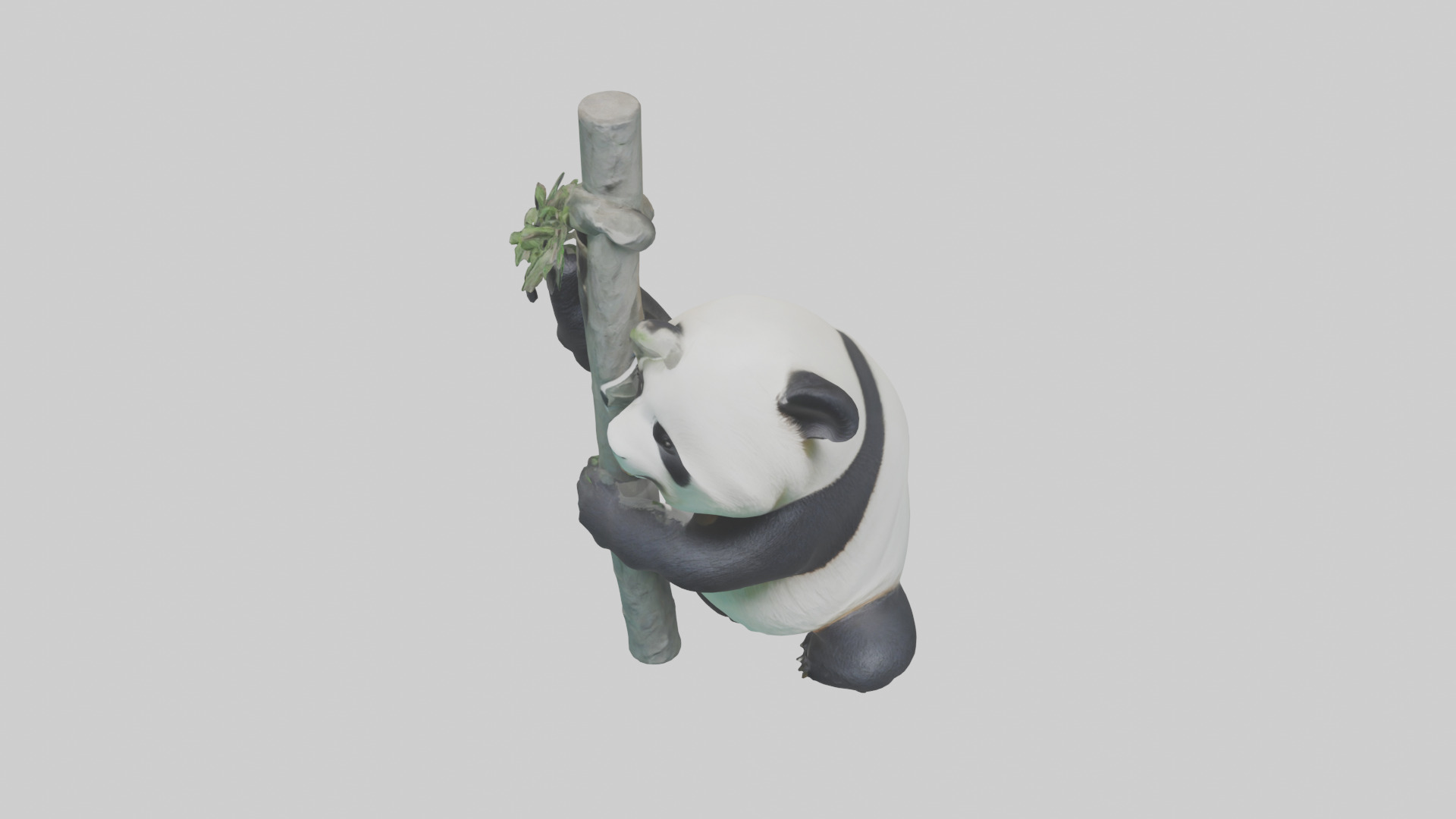 Giant Panda climbing model Low-poly 3D model_16