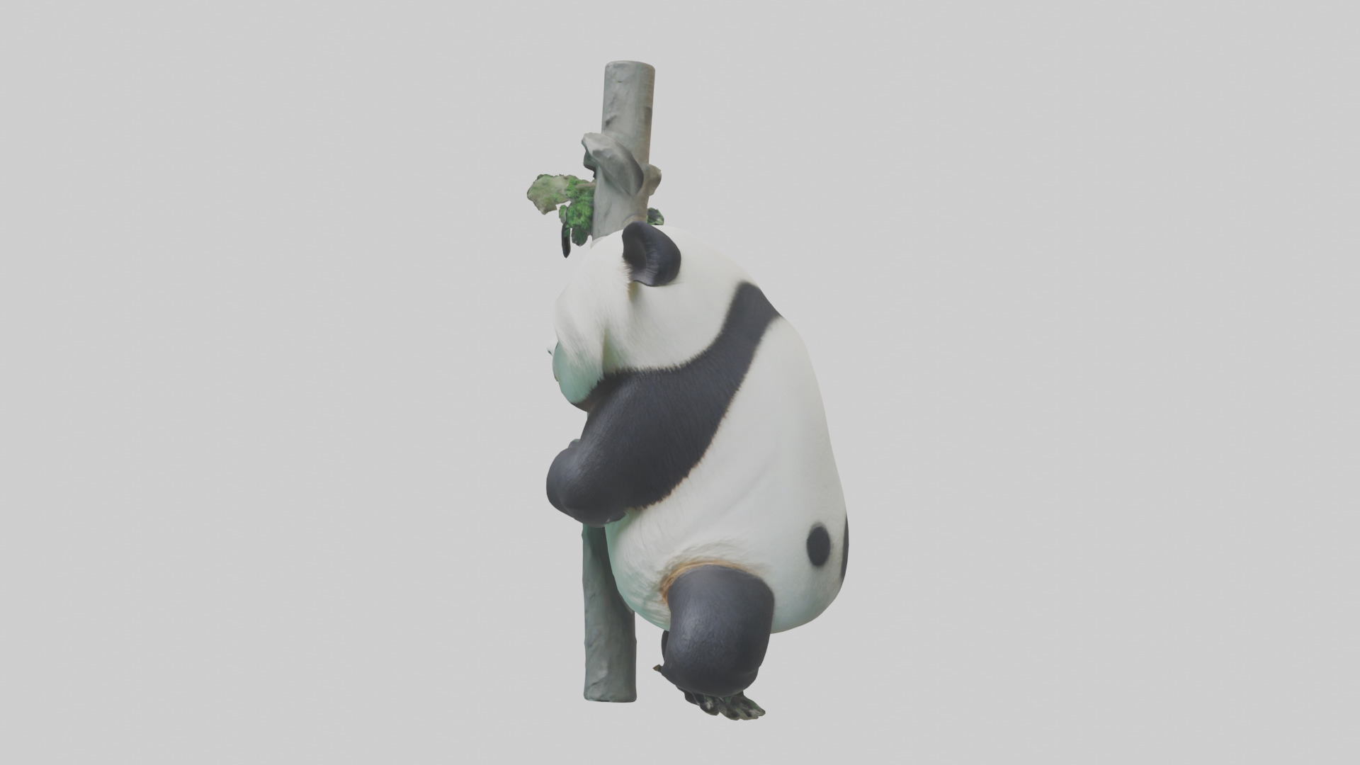 Giant Panda climbing model Low-poly 3D model_8