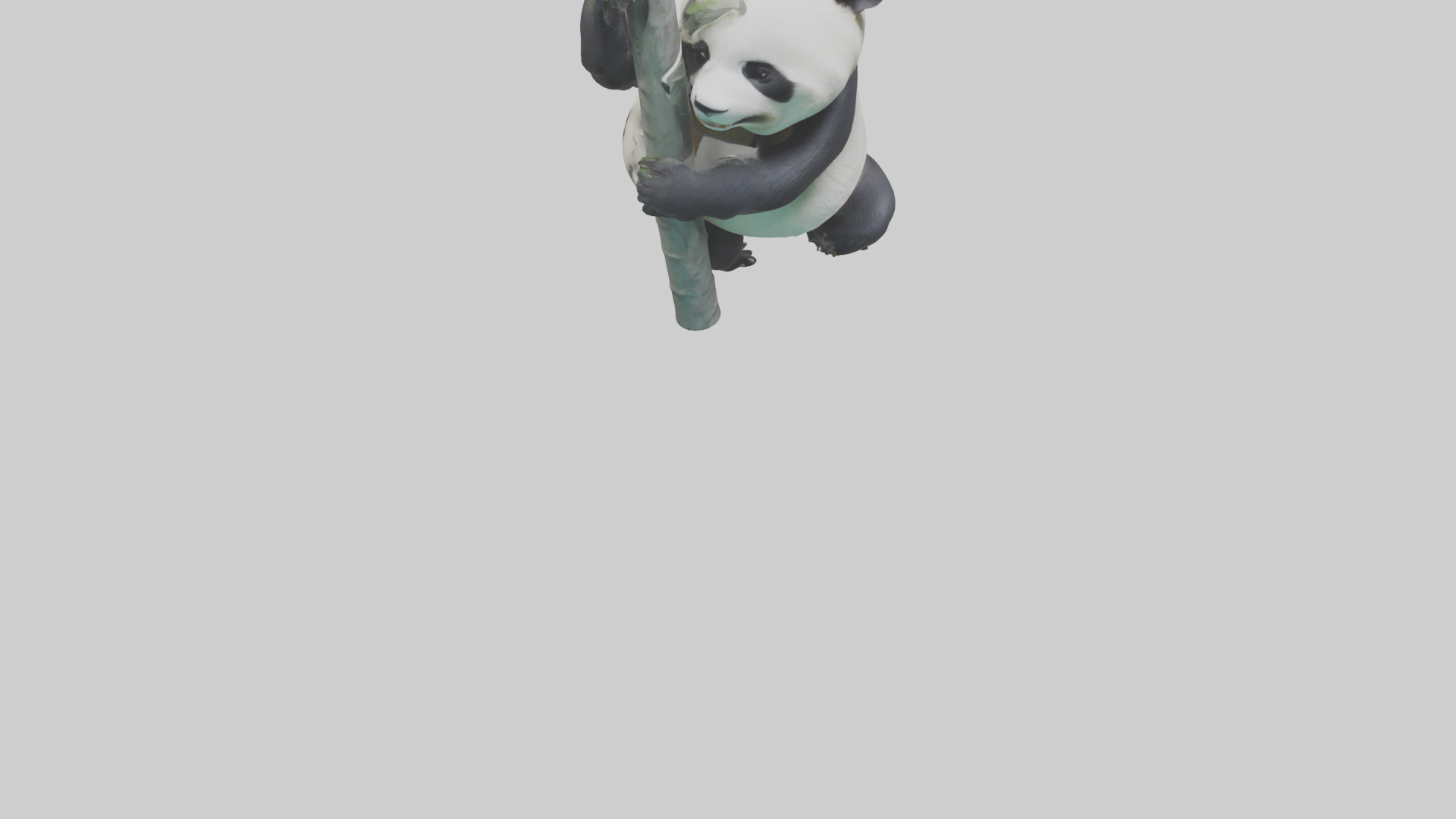 Giant Panda climbing model Low-poly 3D model_6