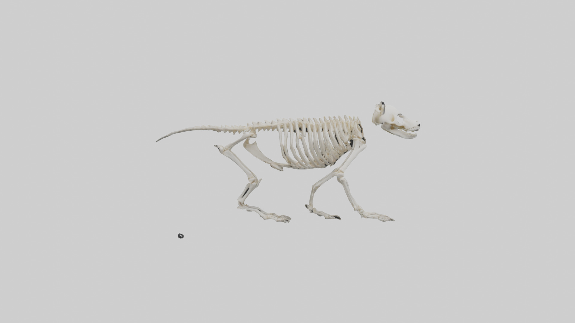 Giant Panda Skeleton model Low-poly 3D model_9