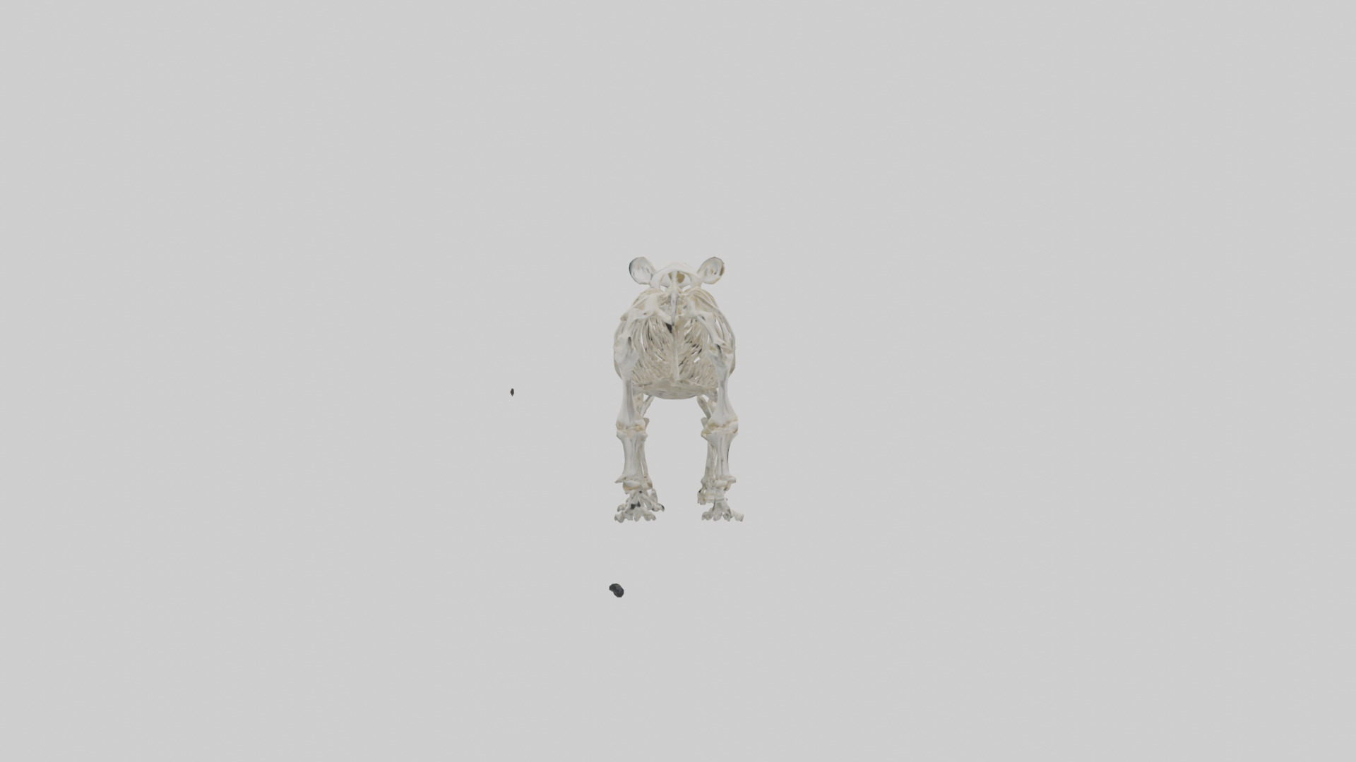 Giant Panda Skeleton model Low-poly 3D model_13
