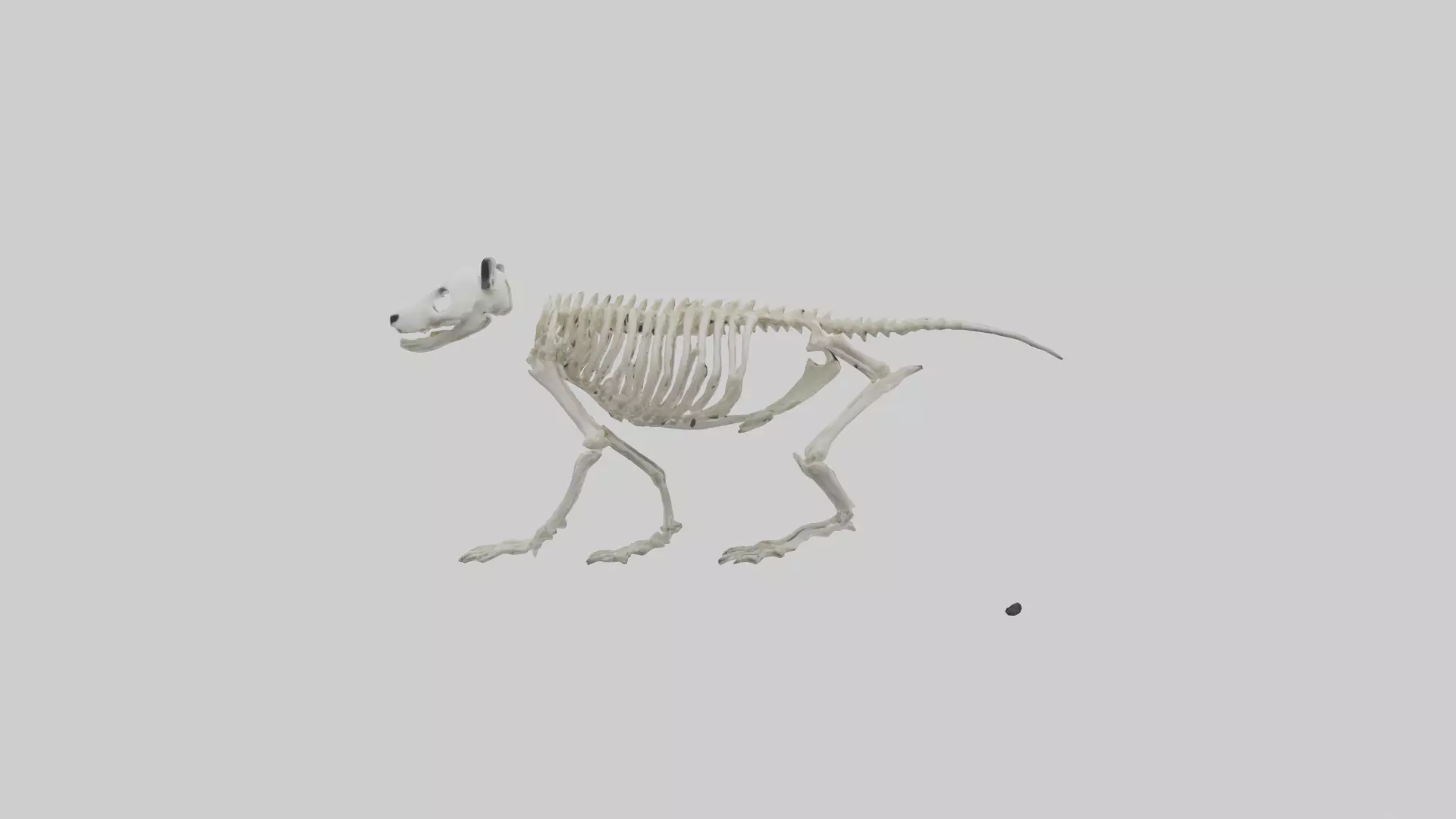 Giant Panda Skeleton model Low-poly 3D model_0
