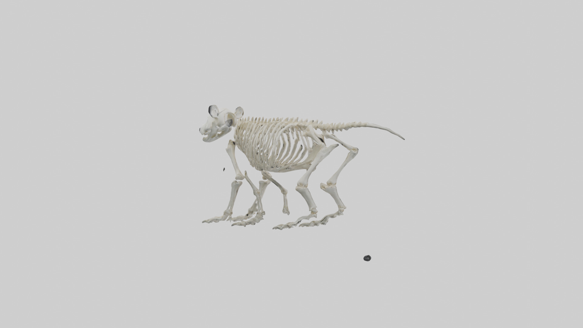 Giant Panda Skeleton model Low-poly 3D model_2