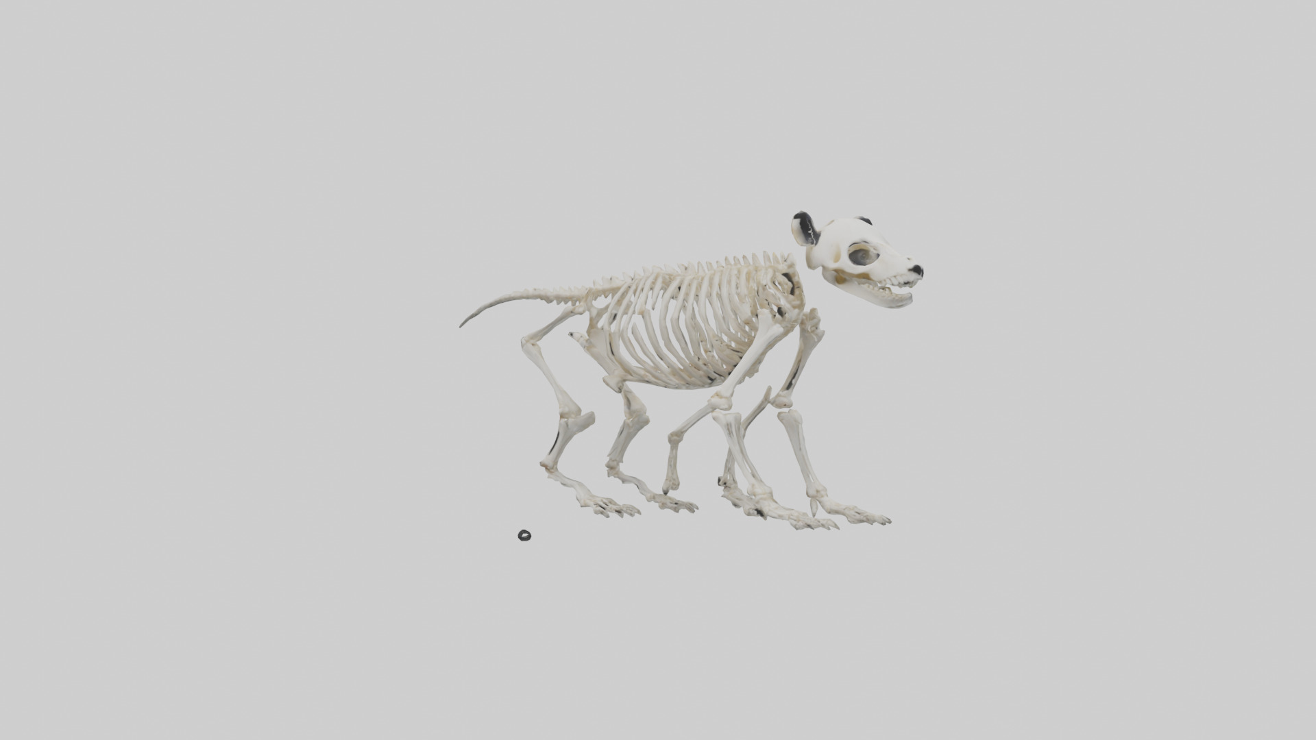 Giant Panda Skeleton model Low-poly 3D model_10