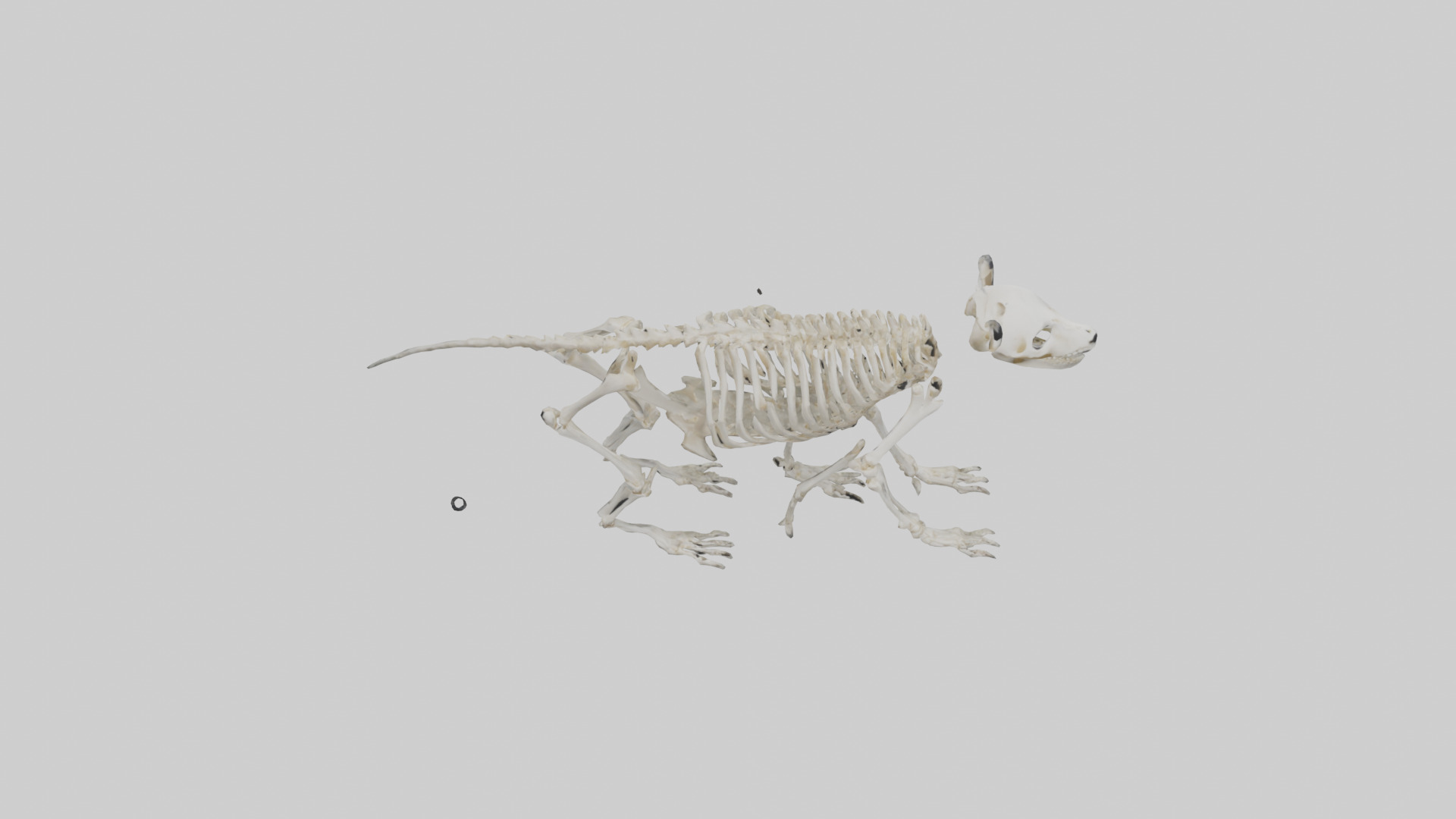 Giant Panda Skeleton model Low-poly 3D model_16