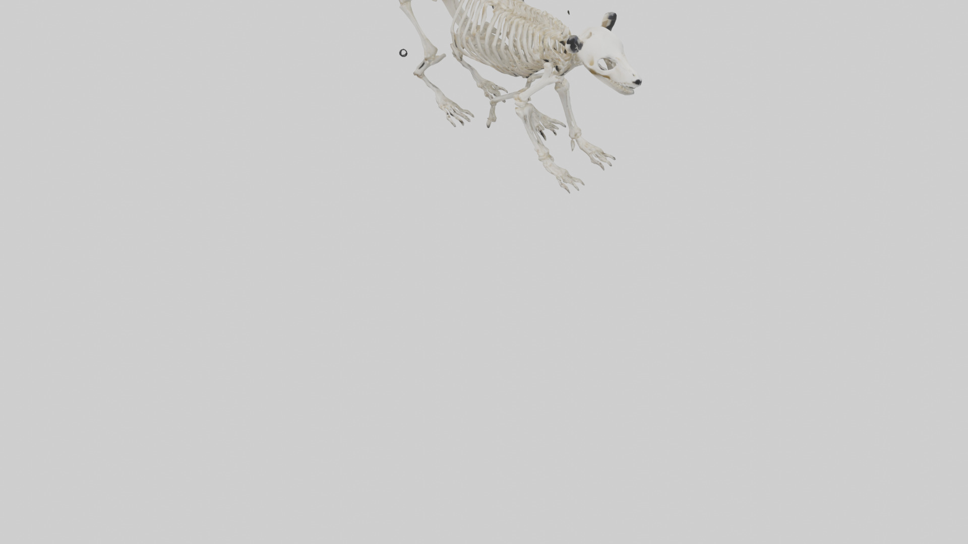 Giant Panda Skeleton model Low-poly 3D model_5