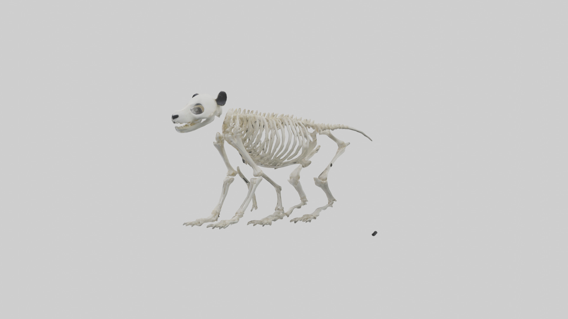 Giant Panda Skeleton model Low-poly 3D model_1