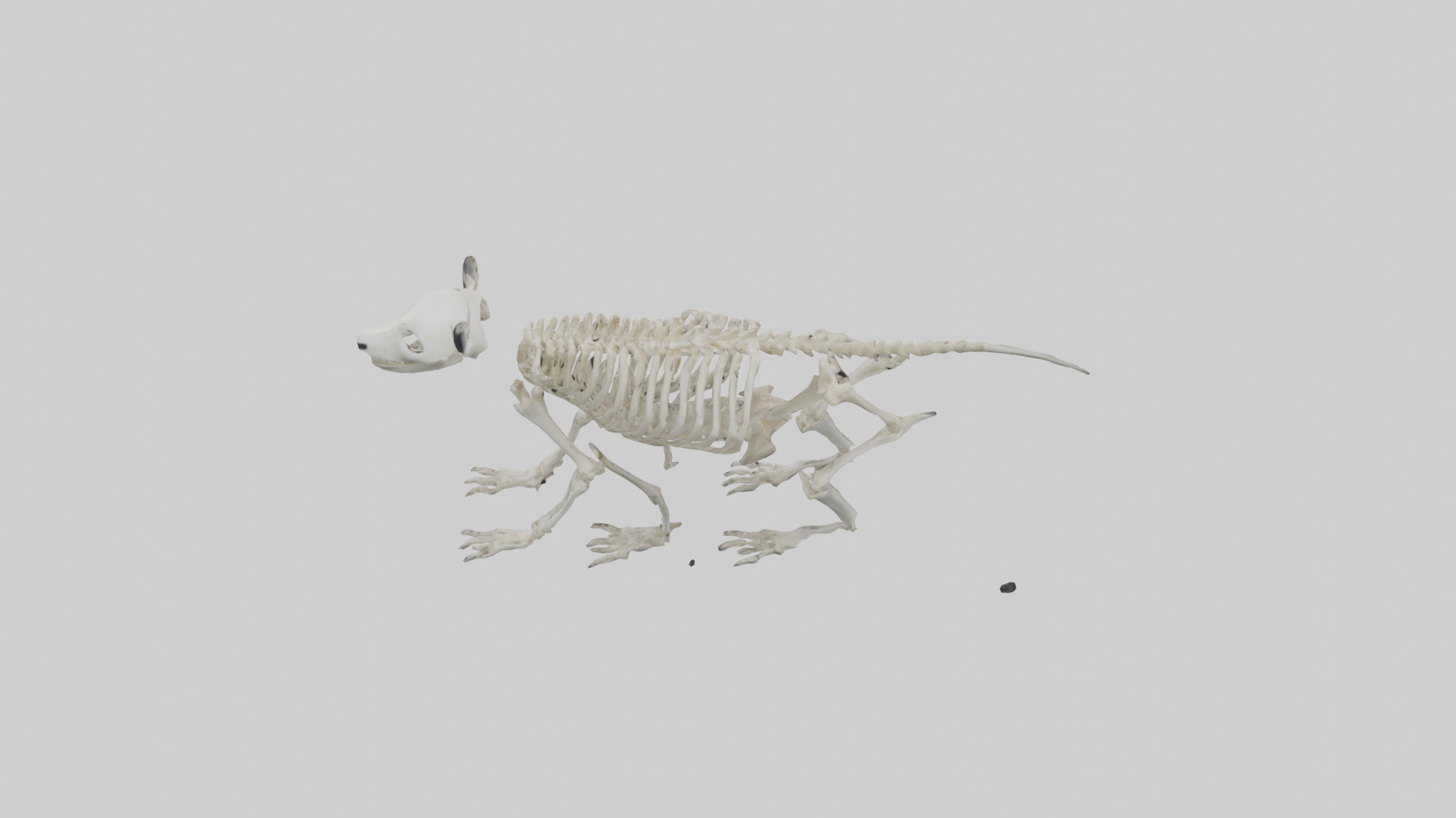 Giant Panda Skeleton model Low-poly 3D model_15
