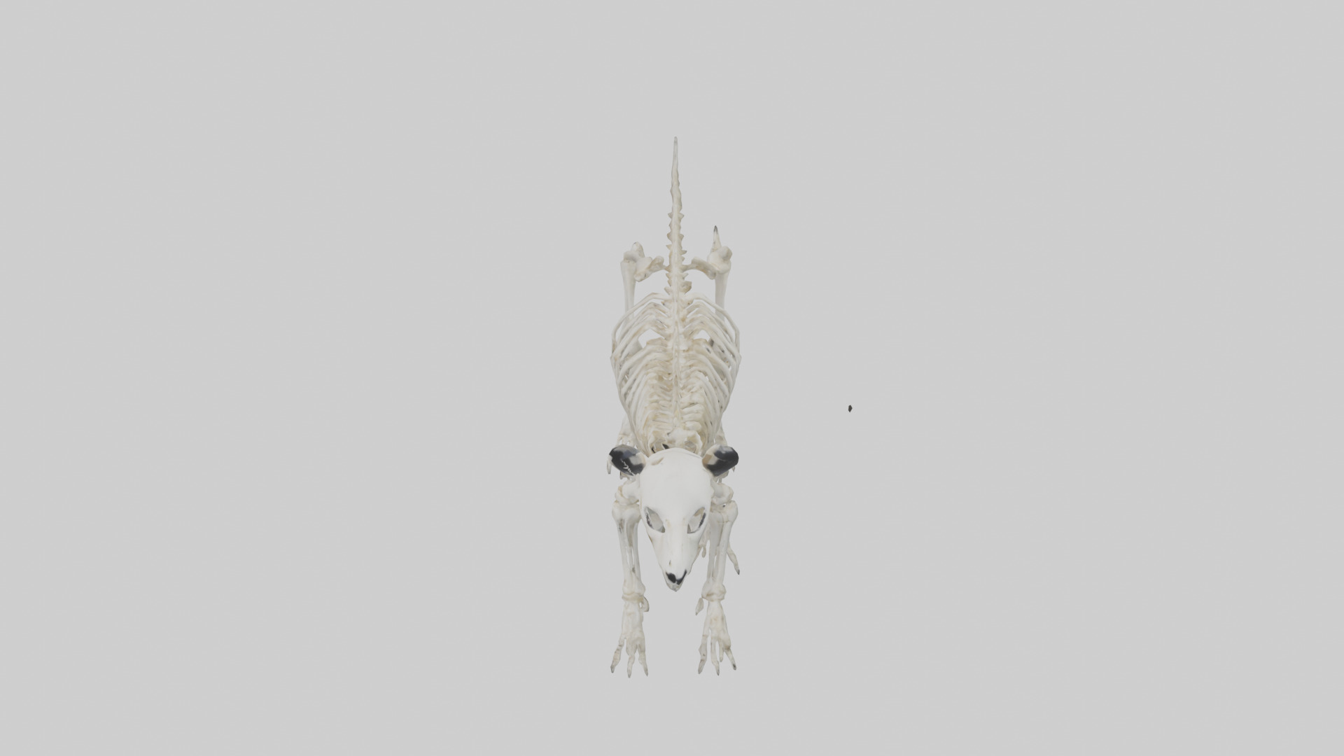Giant Panda Skeleton model Low-poly 3D model_17