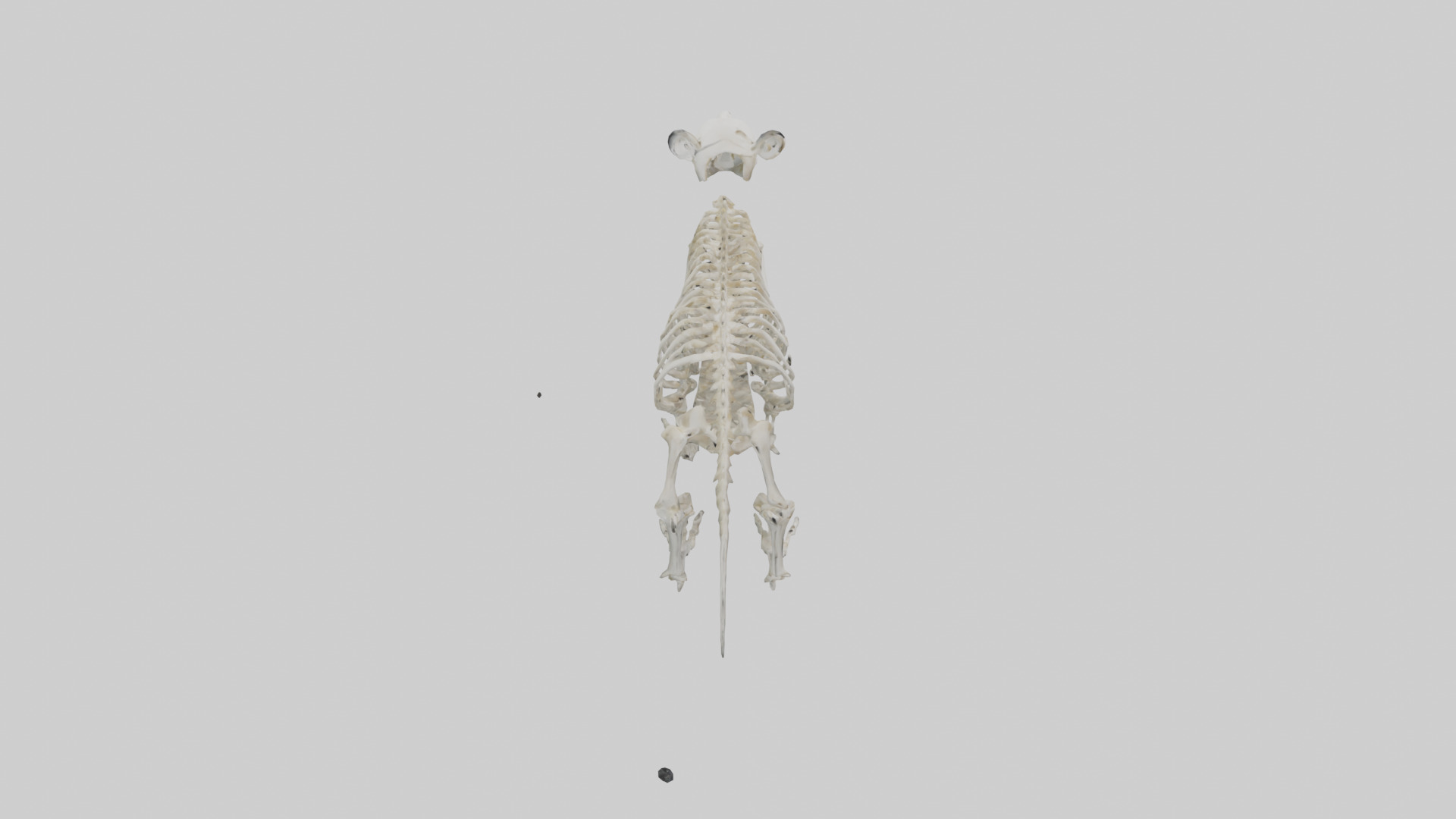 Giant Panda Skeleton model Low-poly 3D model_18