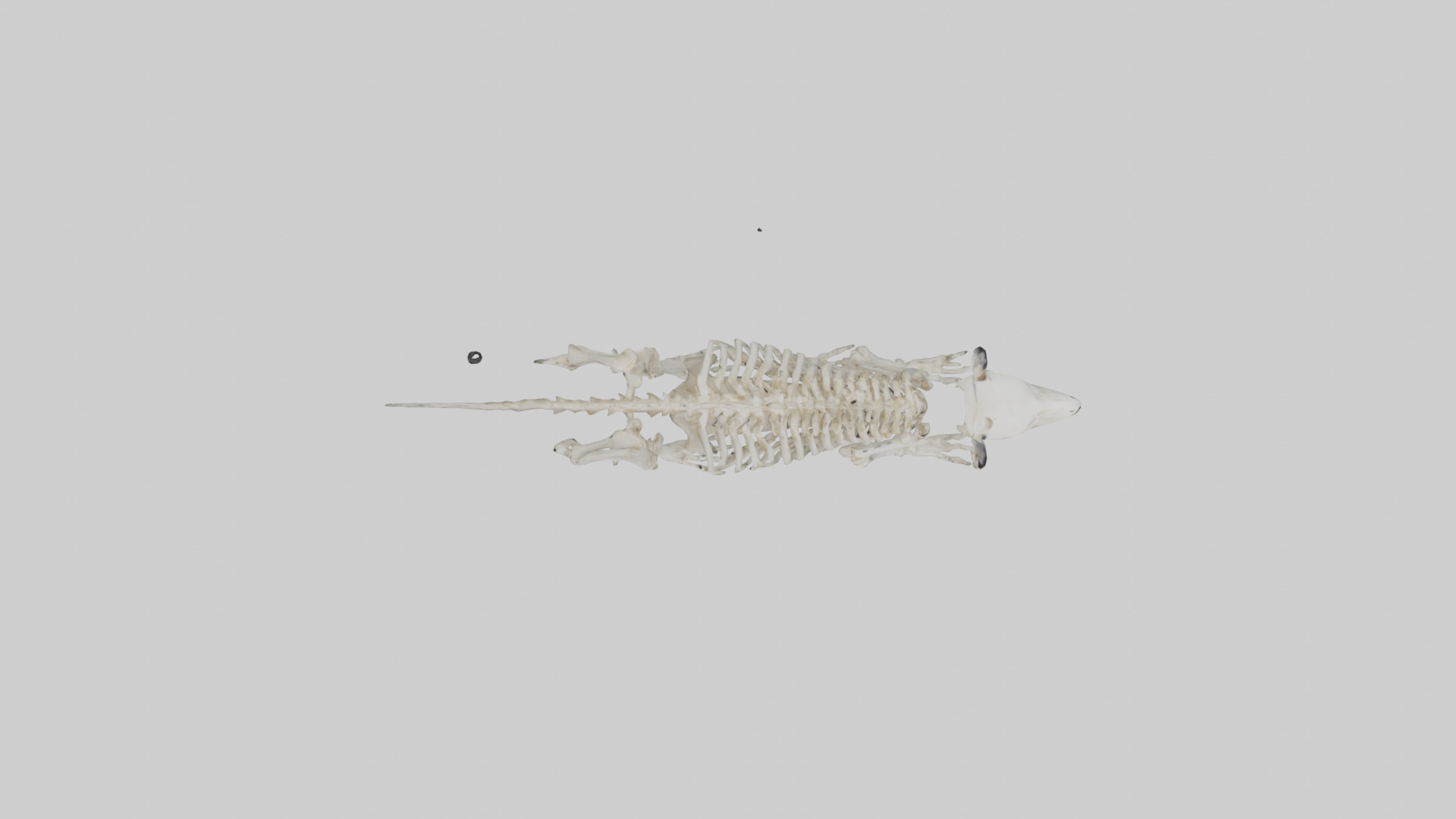 Giant Panda Skeleton model Low-poly 3D model_14
