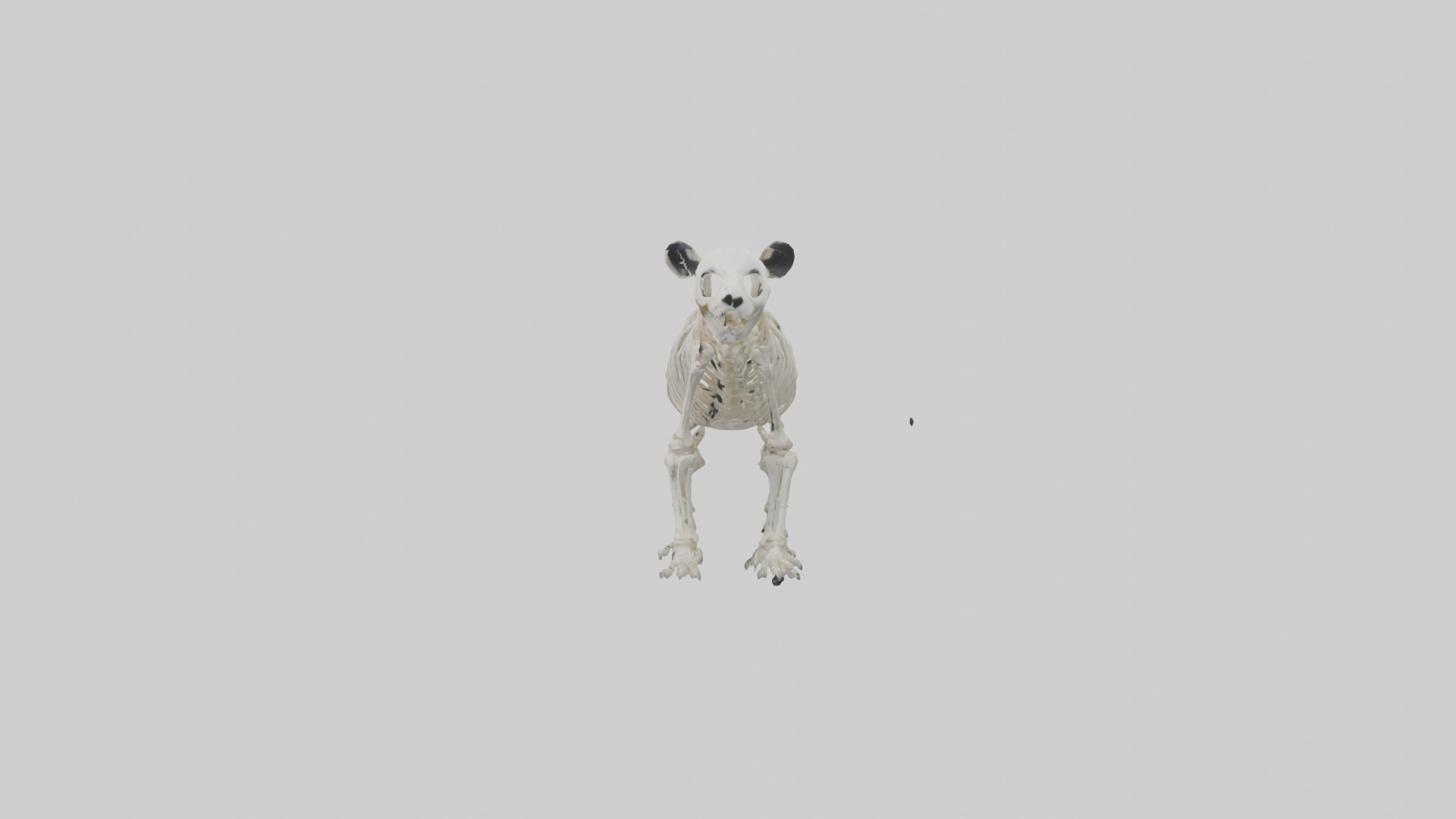 Giant Panda Skeleton model Low-poly 3D model_12