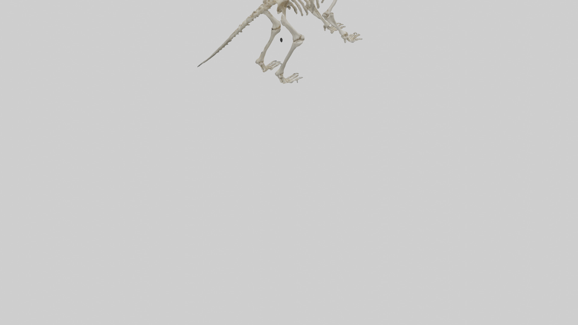 Giant Sloth Skeleton model Low-poly 3D model_3