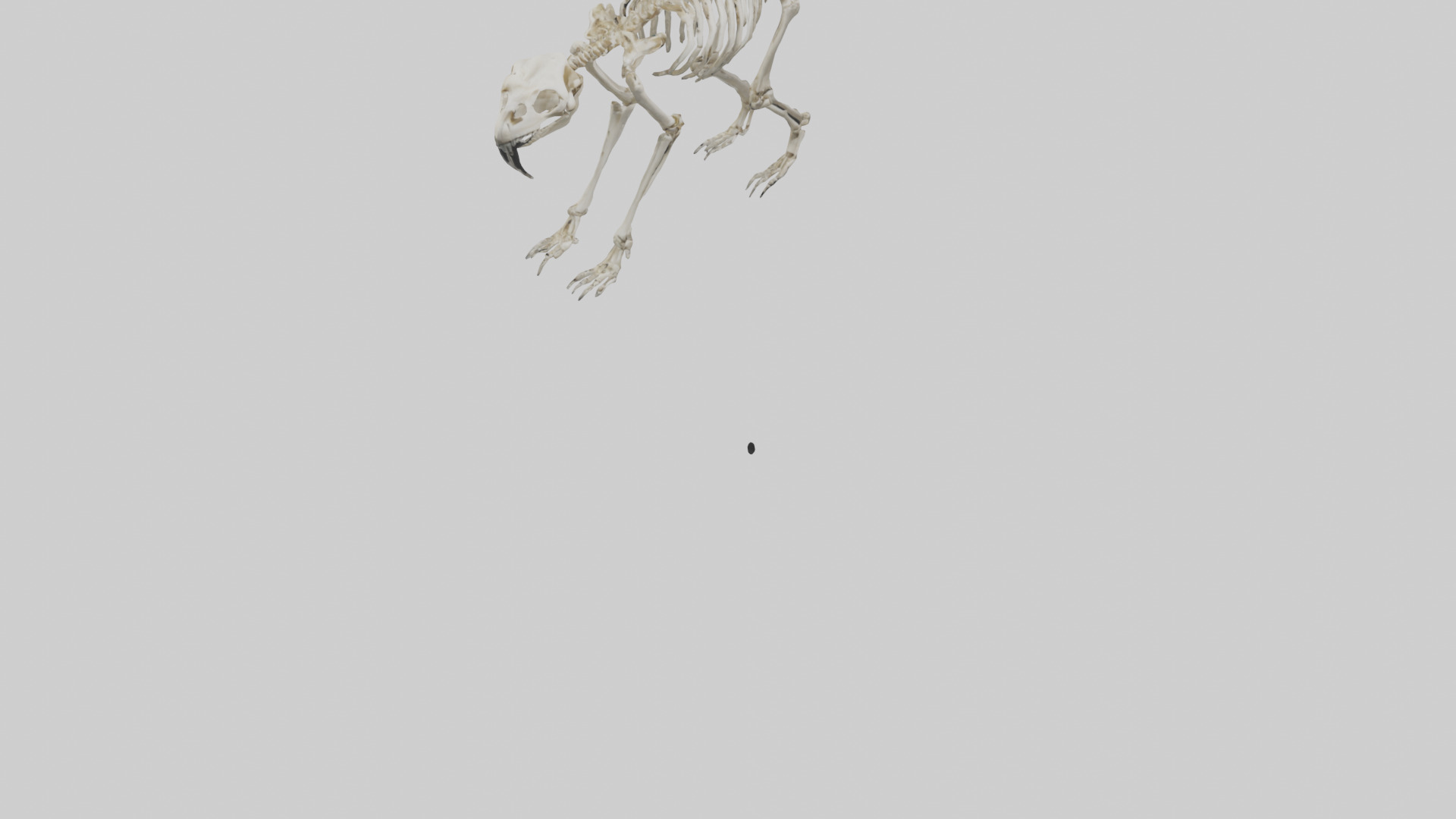 Giant Sloth Skeleton model Low-poly 3D model_6