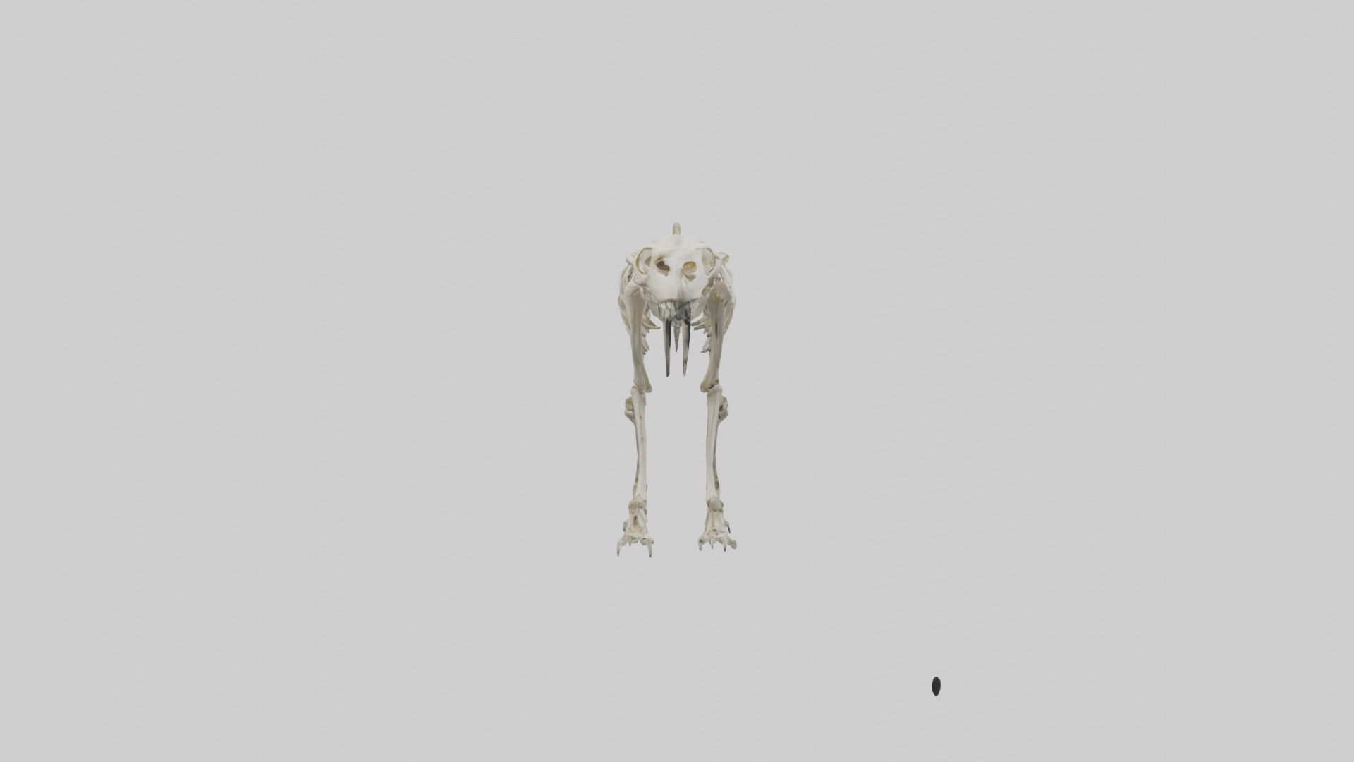 Giant Sloth Skeleton model Low-poly 3D model_13