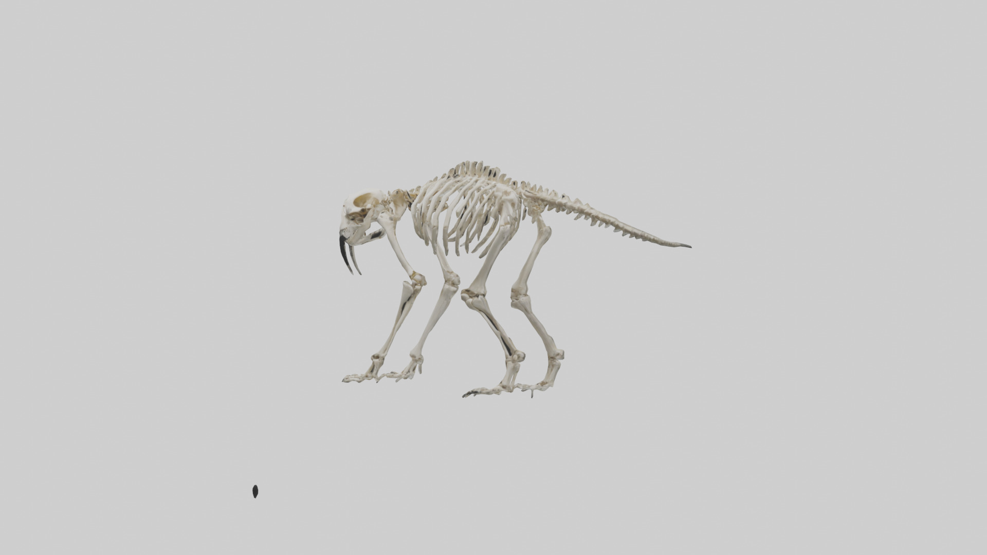 Giant Sloth Skeleton model Low-poly 3D model_10