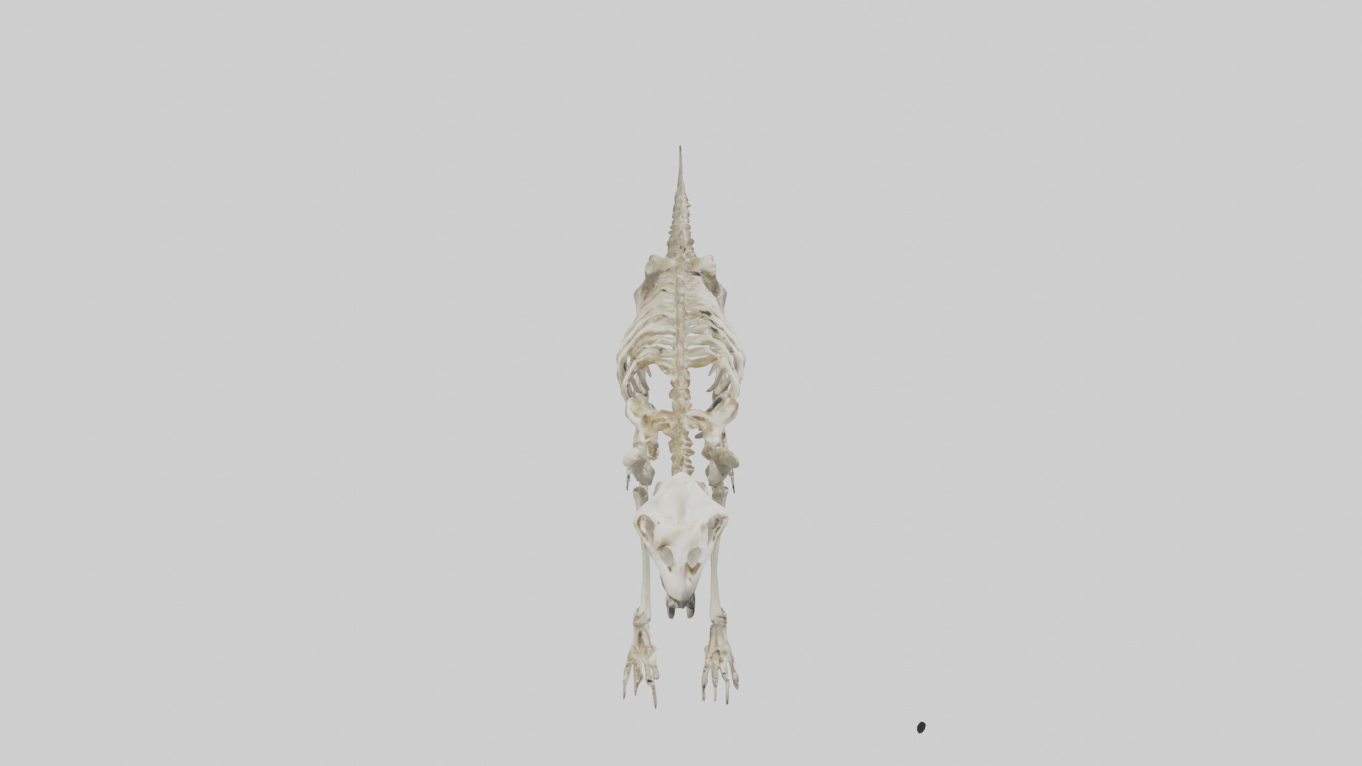 Giant Sloth Skeleton model Low-poly 3D model_18