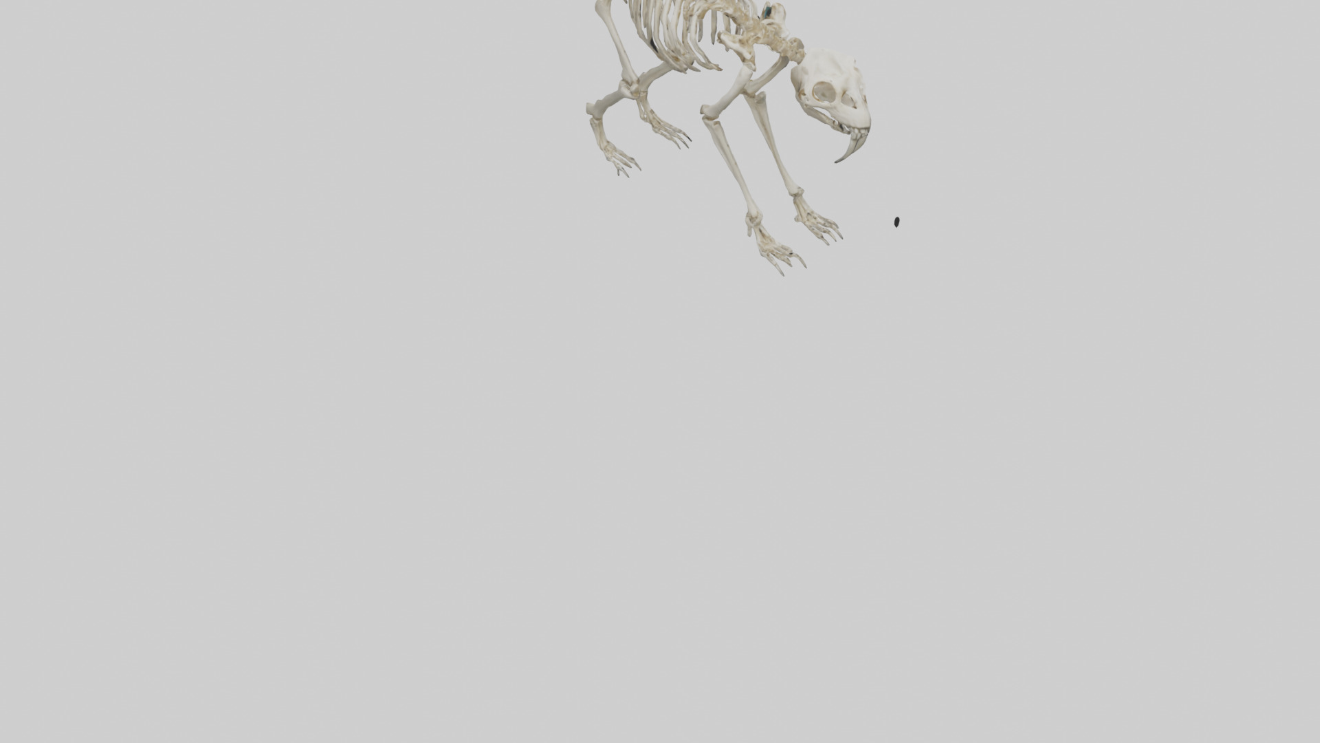 Giant Sloth Skeleton model Low-poly 3D model_4