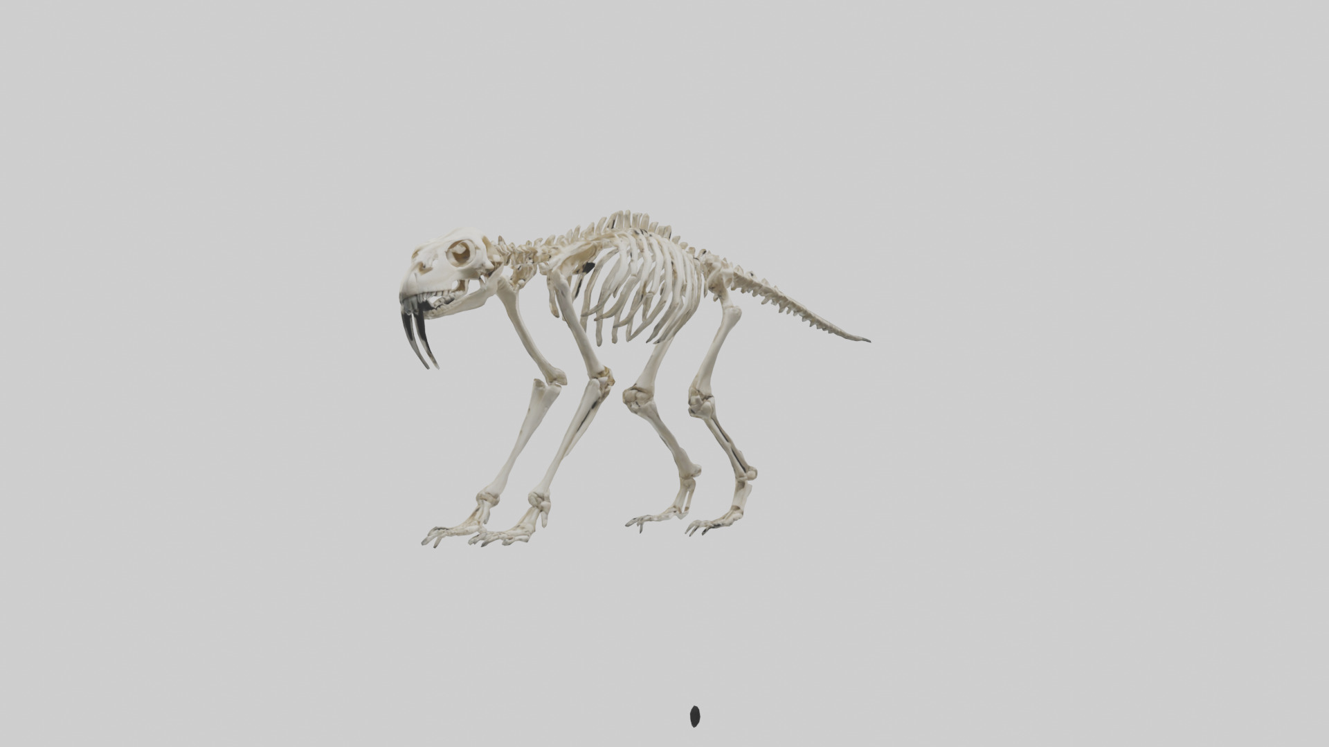 Giant Sloth Skeleton model Low-poly 3D model_11