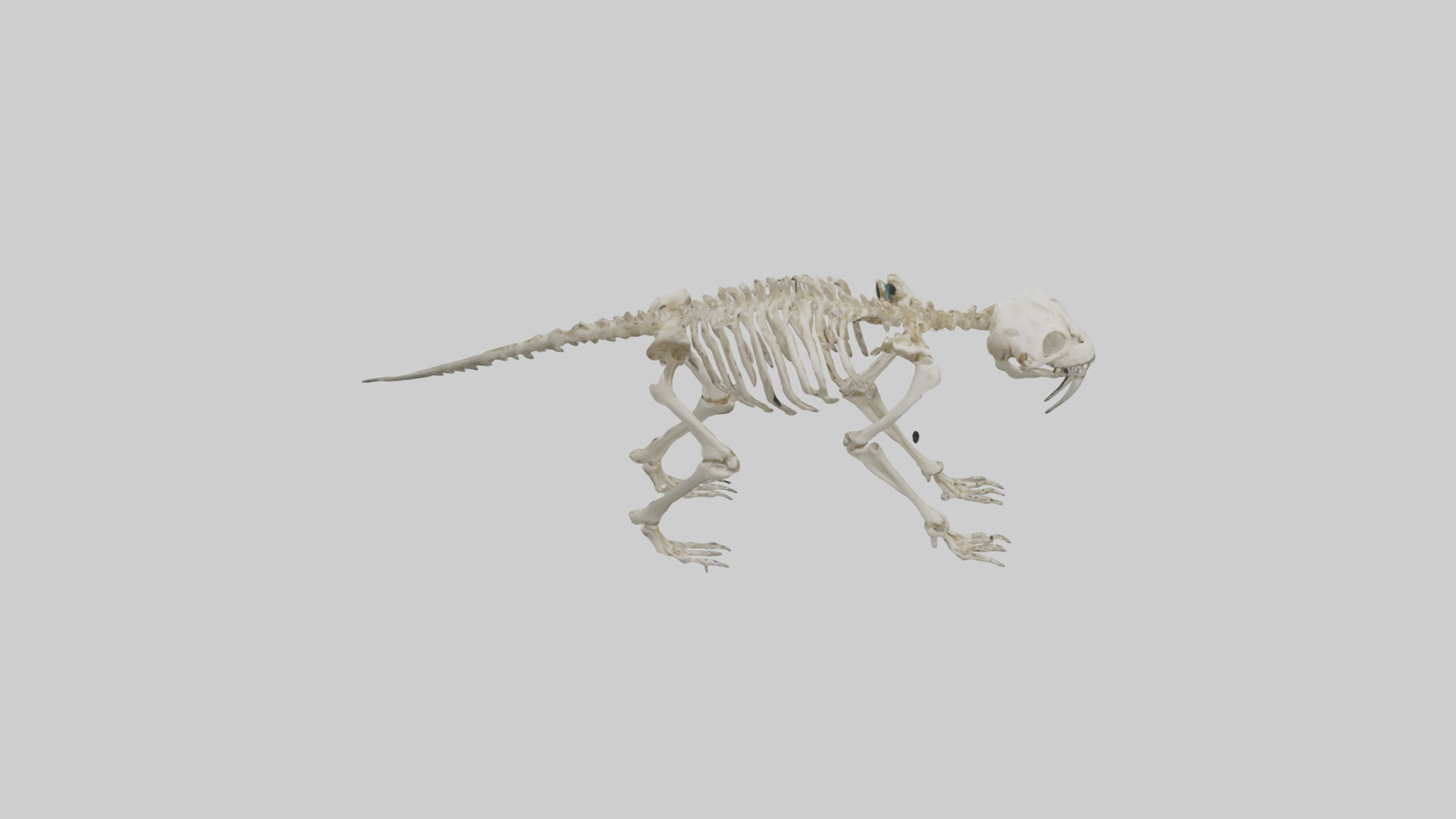 Giant Sloth Skeleton model Low-poly 3D model_15