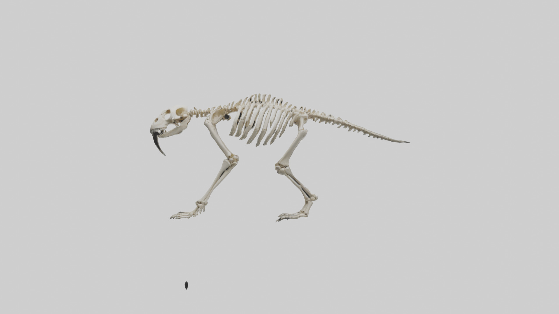 Giant Sloth Skeleton model Low-poly 3D model_9