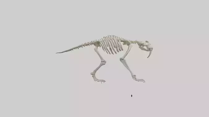 Giant Sloth Skeleton model