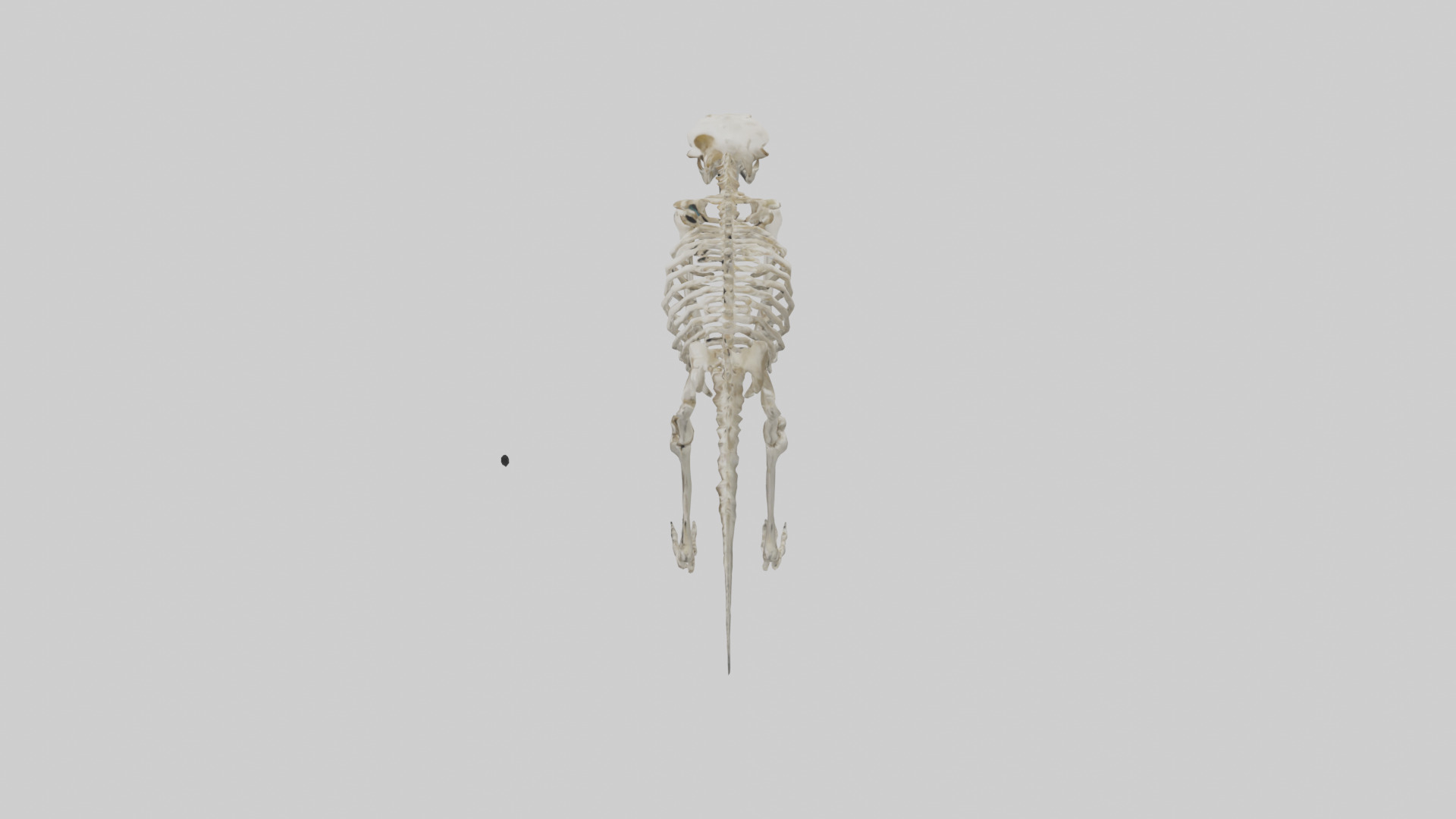 Giant Sloth Skeleton model Low-poly 3D model_17