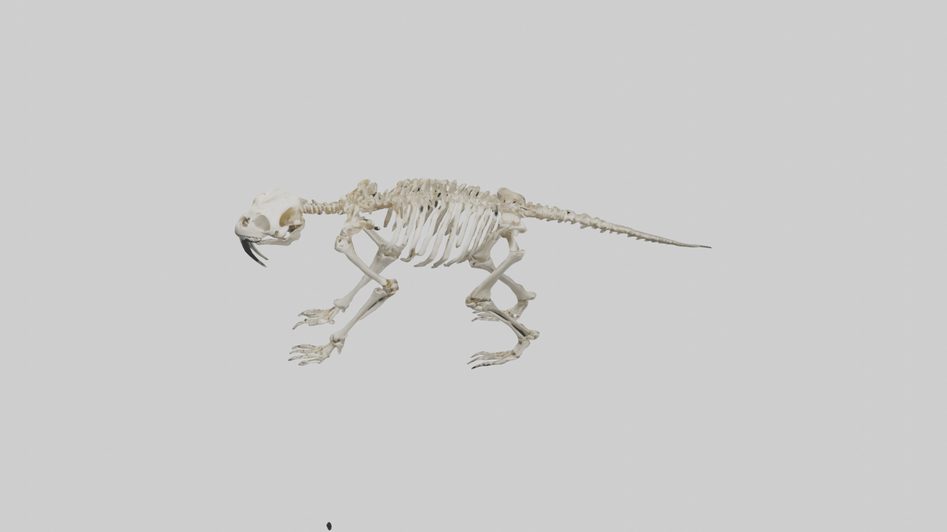Giant Sloth Skeleton model Low-poly 3D model_16