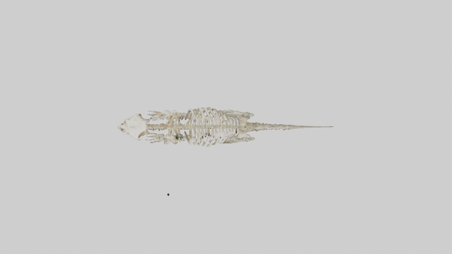 Giant Sloth Skeleton model Low-poly 3D model_14