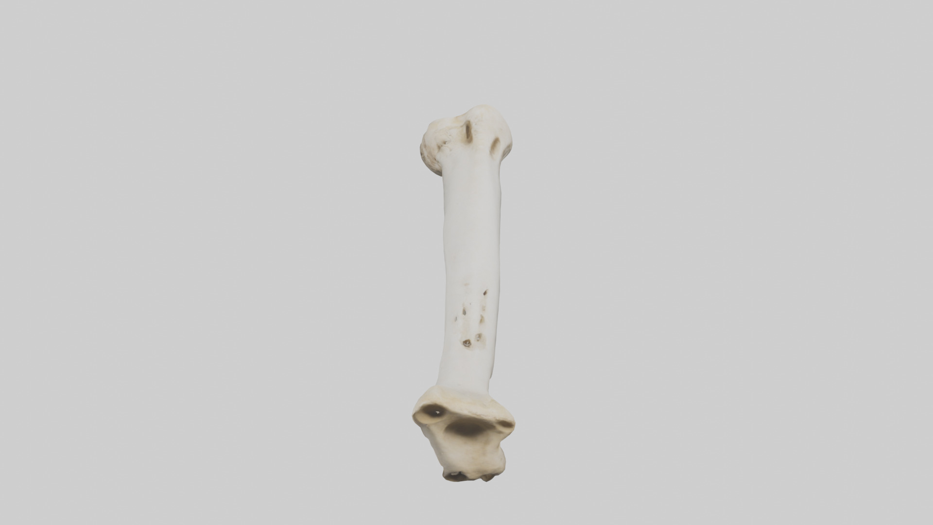 Giraffe Femur Low-poly 3D model_15
