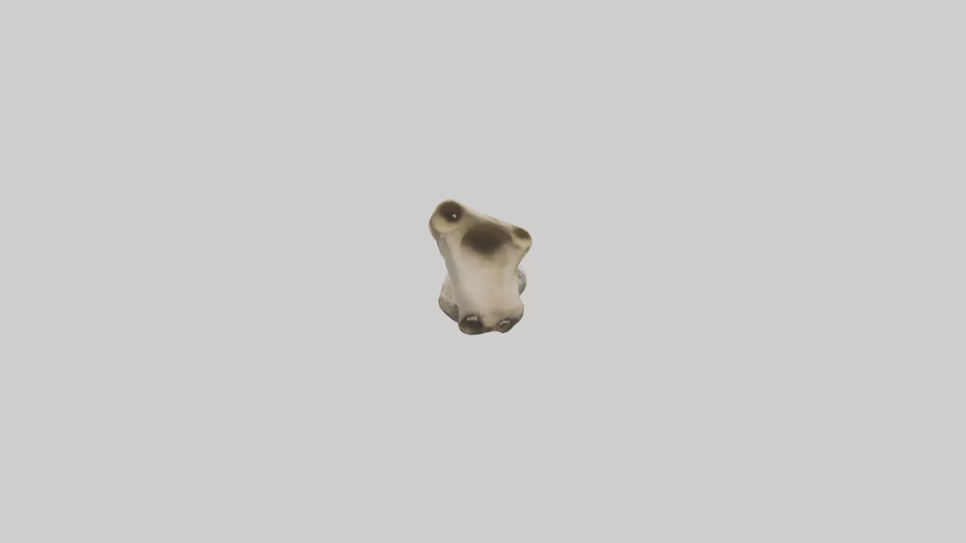 Giraffe Femur Low-poly 3D model_0