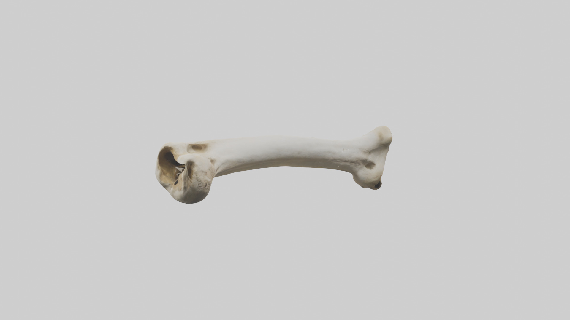 Giraffe Femur Low-poly 3D model_10
