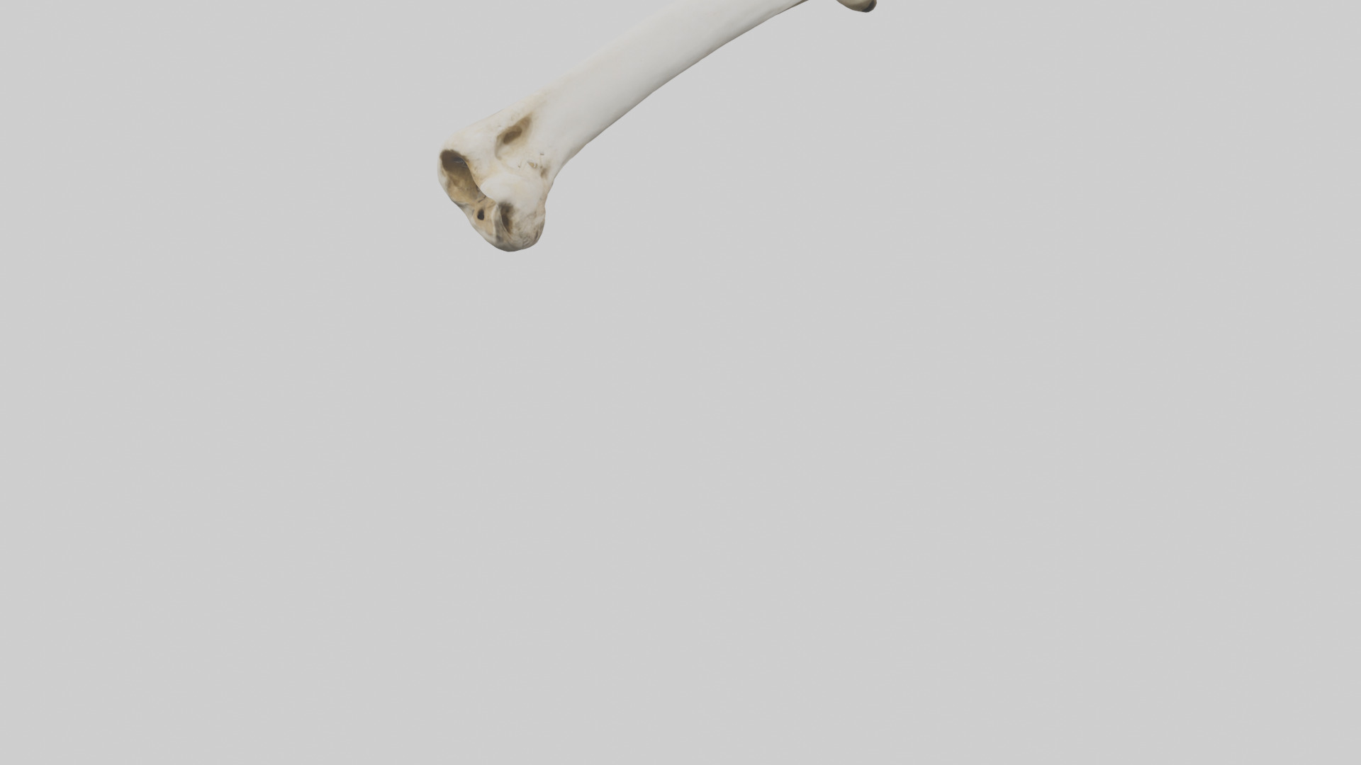 Giraffe Femur Low-poly 3D model_5