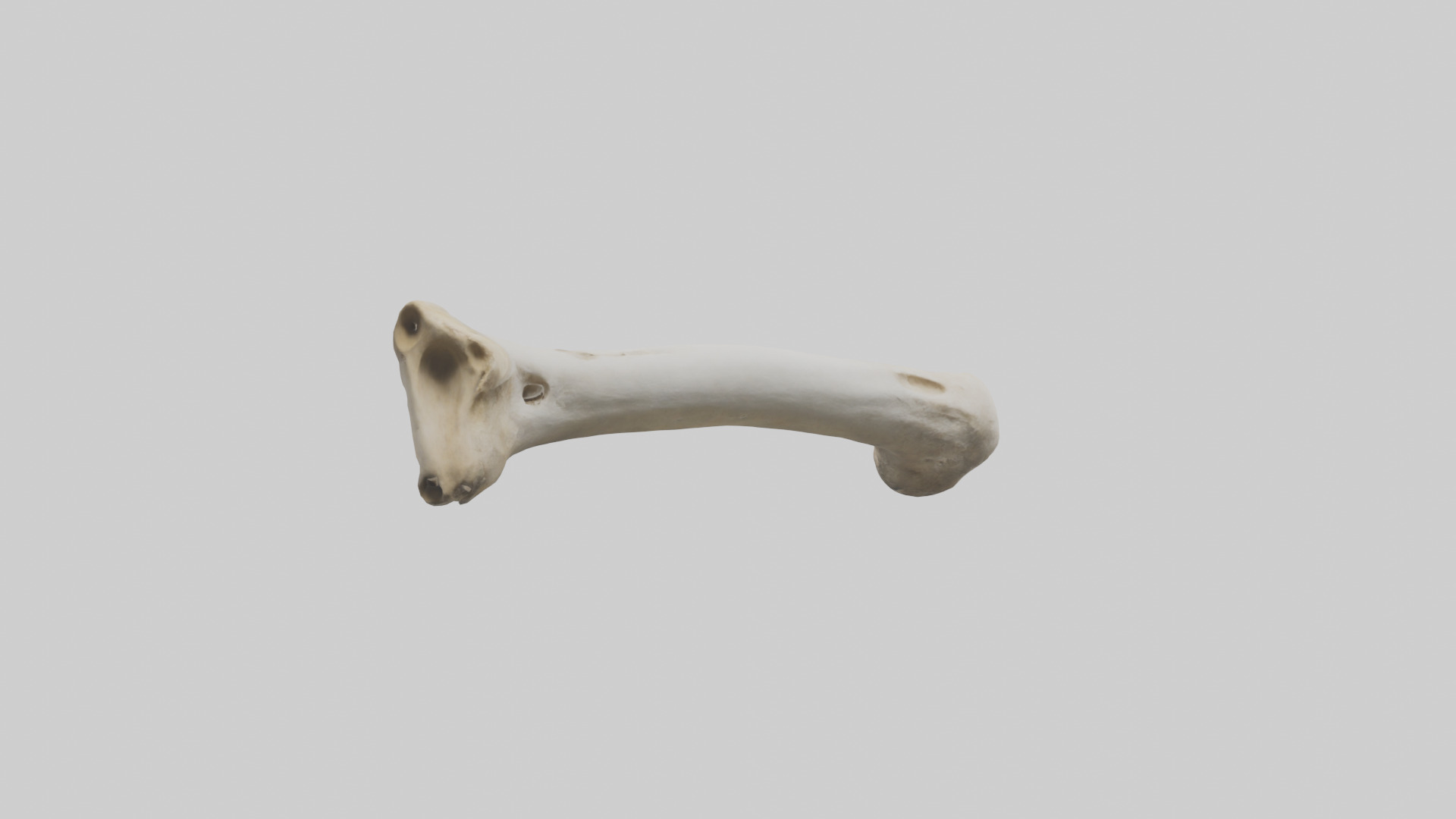 Giraffe Femur Low-poly 3D model_2