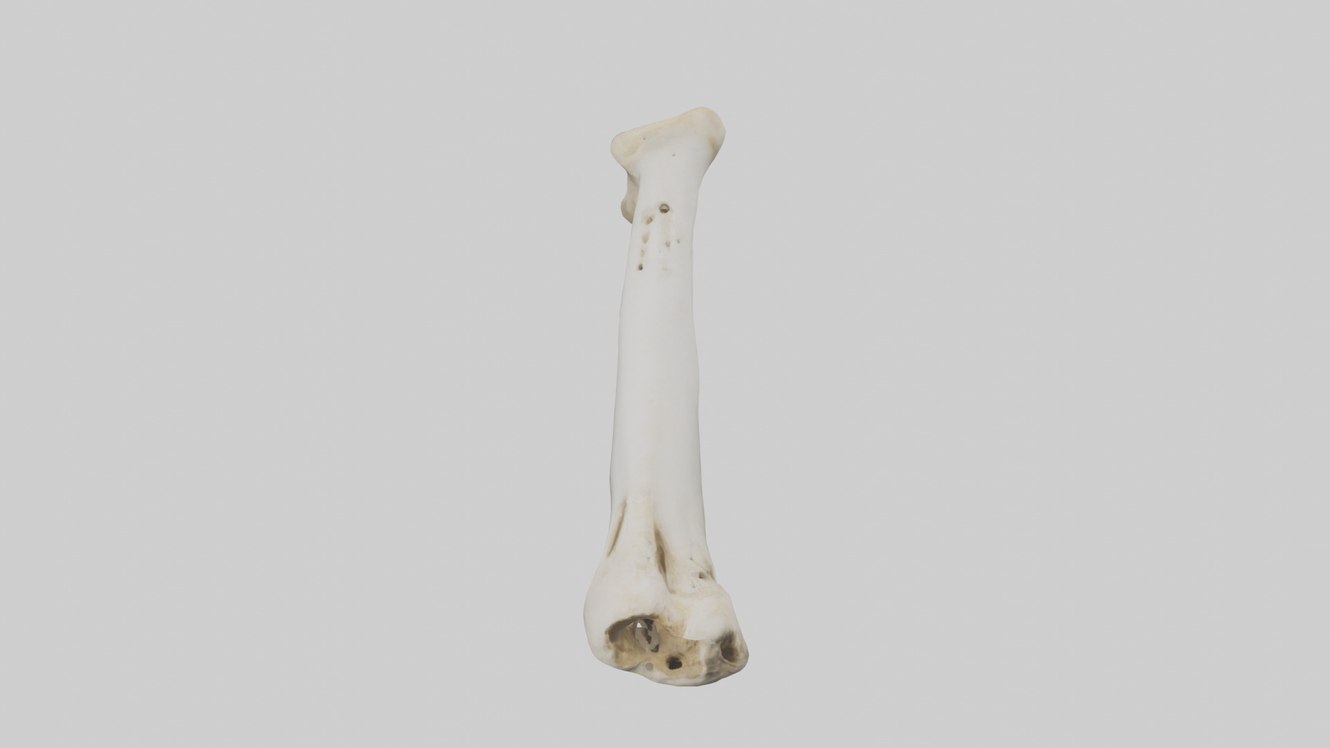 Giraffe Femur Low-poly 3D model_16