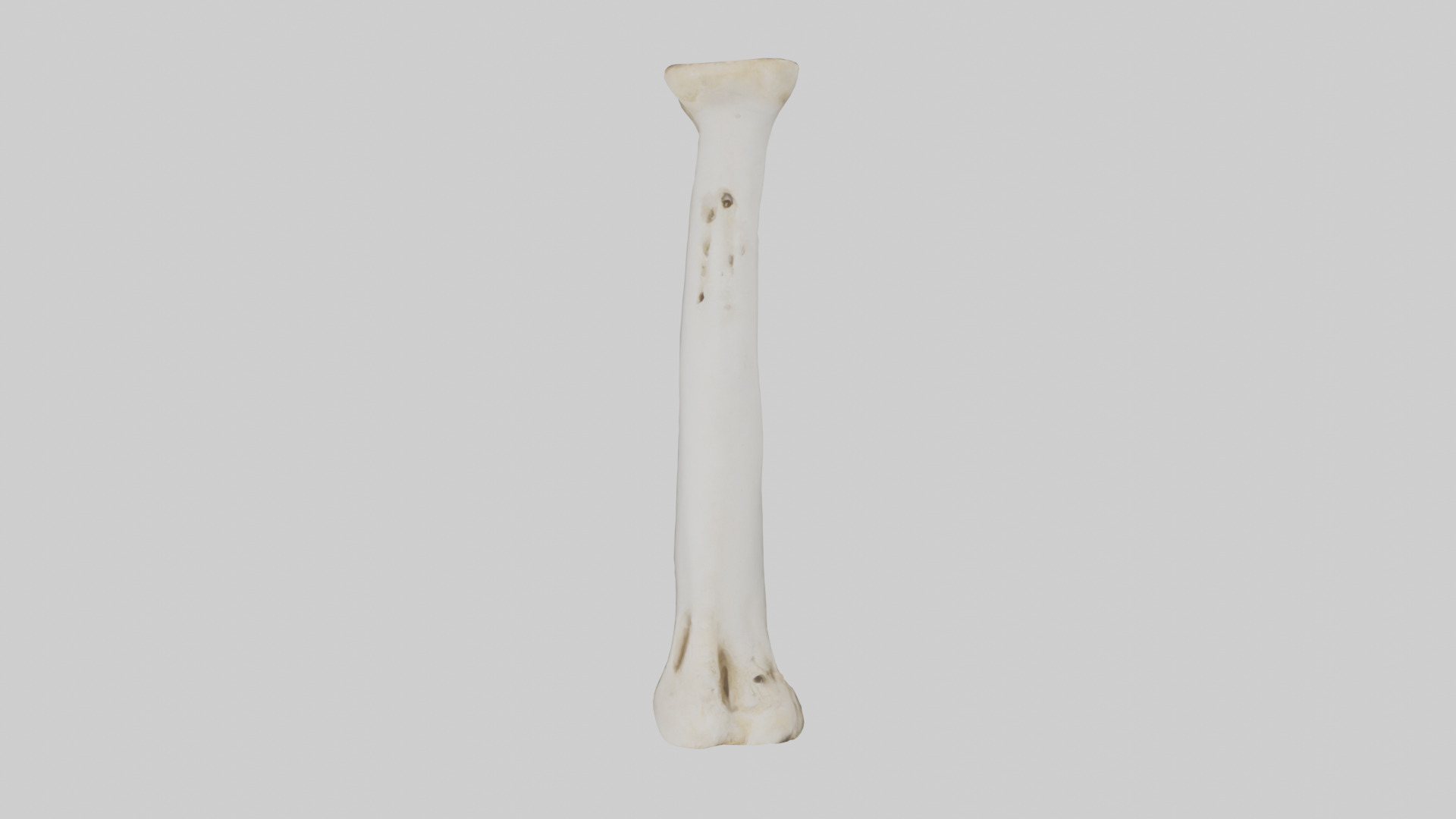 Giraffe Femur Low-poly 3D model_14