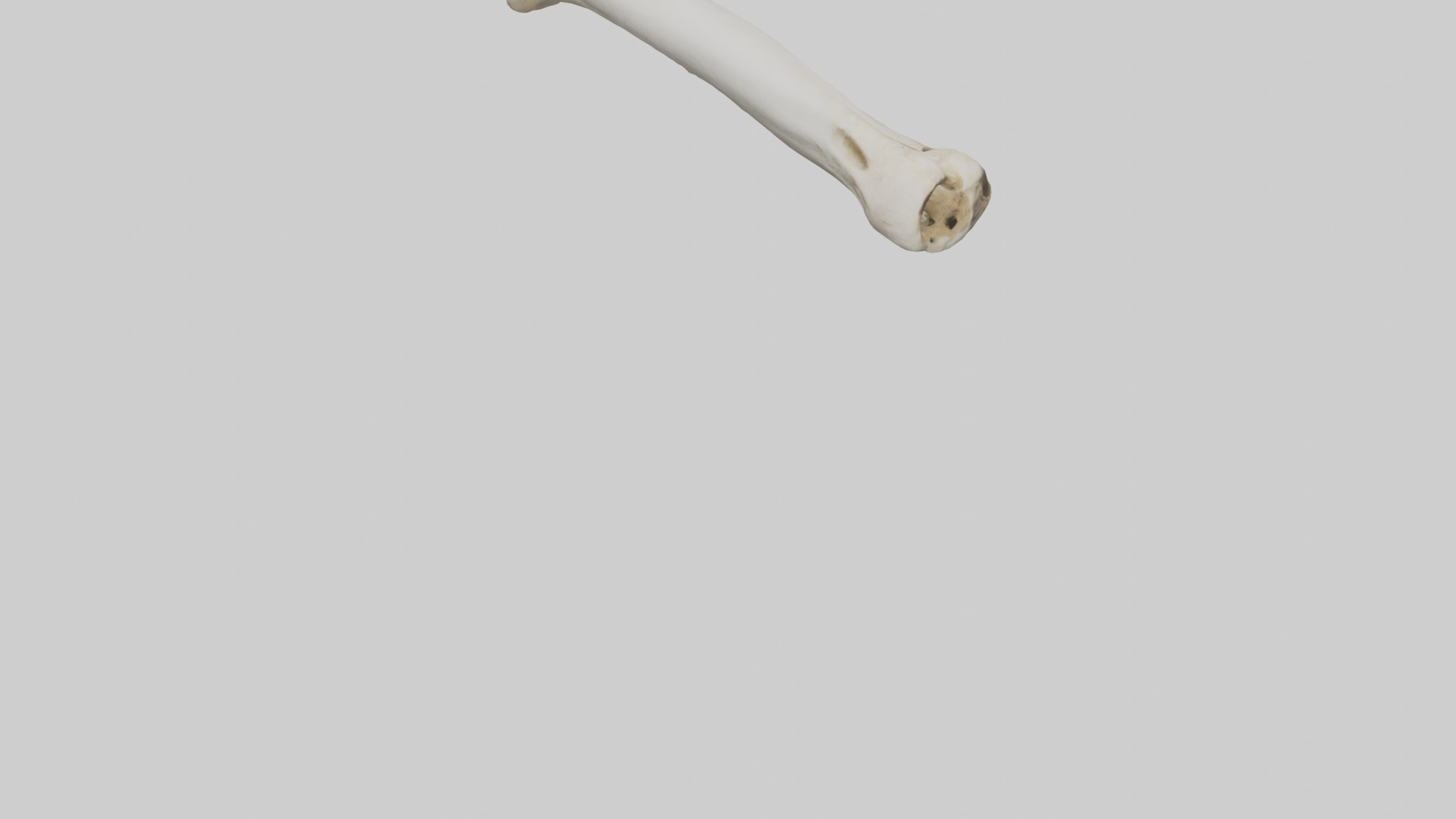 Giraffe Femur Low-poly 3D model_6