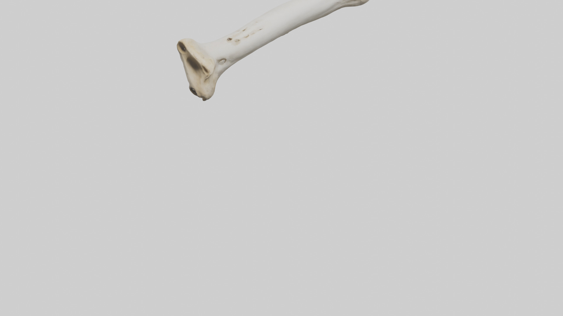 Giraffe Femur Low-poly 3D model_4