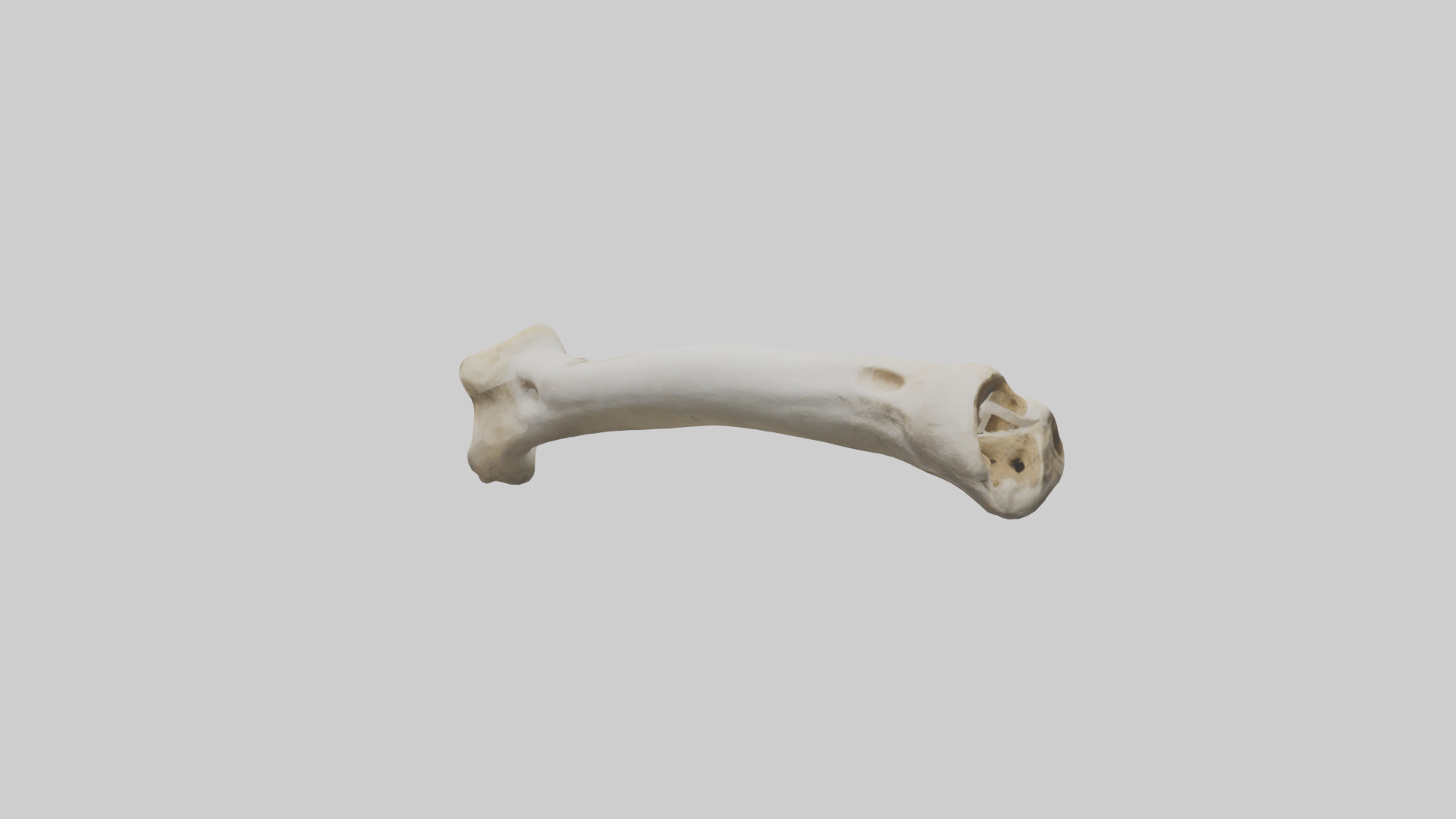 Giraffe Femur Low-poly 3D model_11