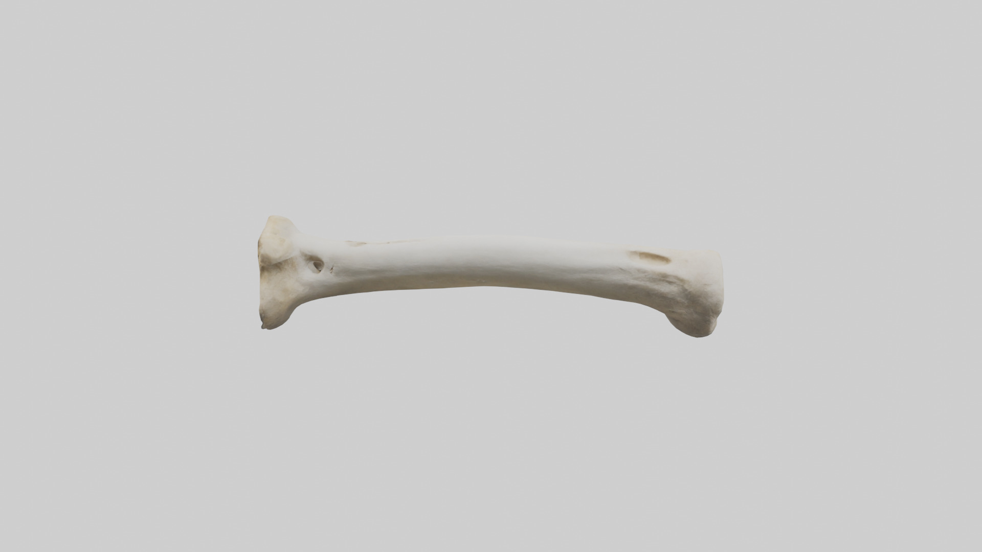 Giraffe Femur Low-poly 3D model_13