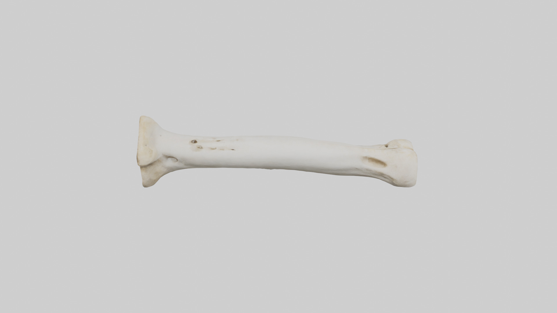 Giraffe Femur Low-poly 3D model_18