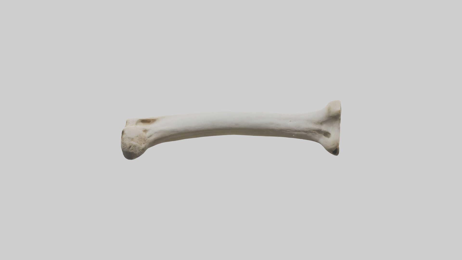Giraffe Femur Low-poly 3D model_12