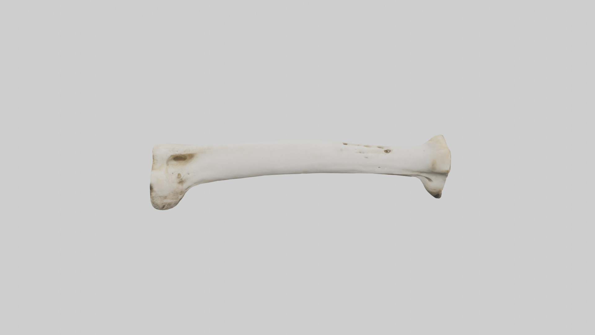 Giraffe Femur Low-poly 3D model_17