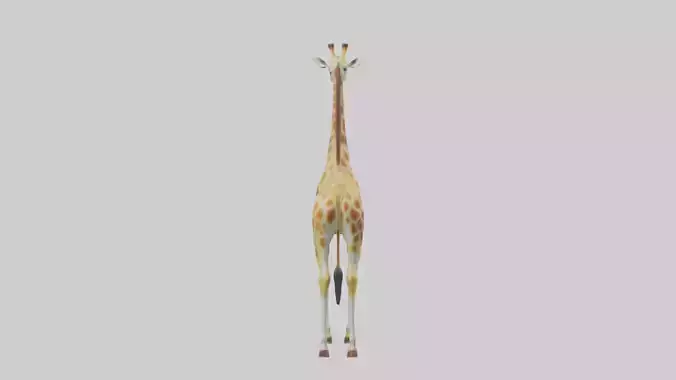 Giraffe grazing model Low-poly 3D model