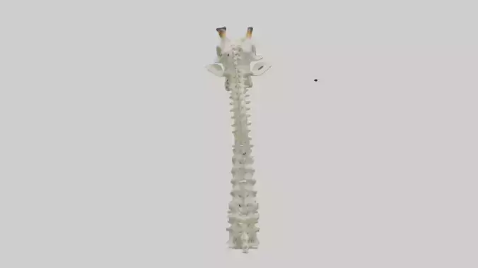 Giraffe Neck Skeleton model