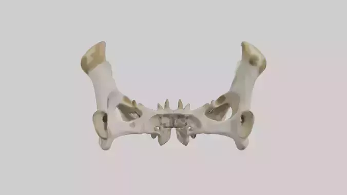 Giraffe Pelvis