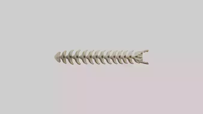 Giraffe Spine