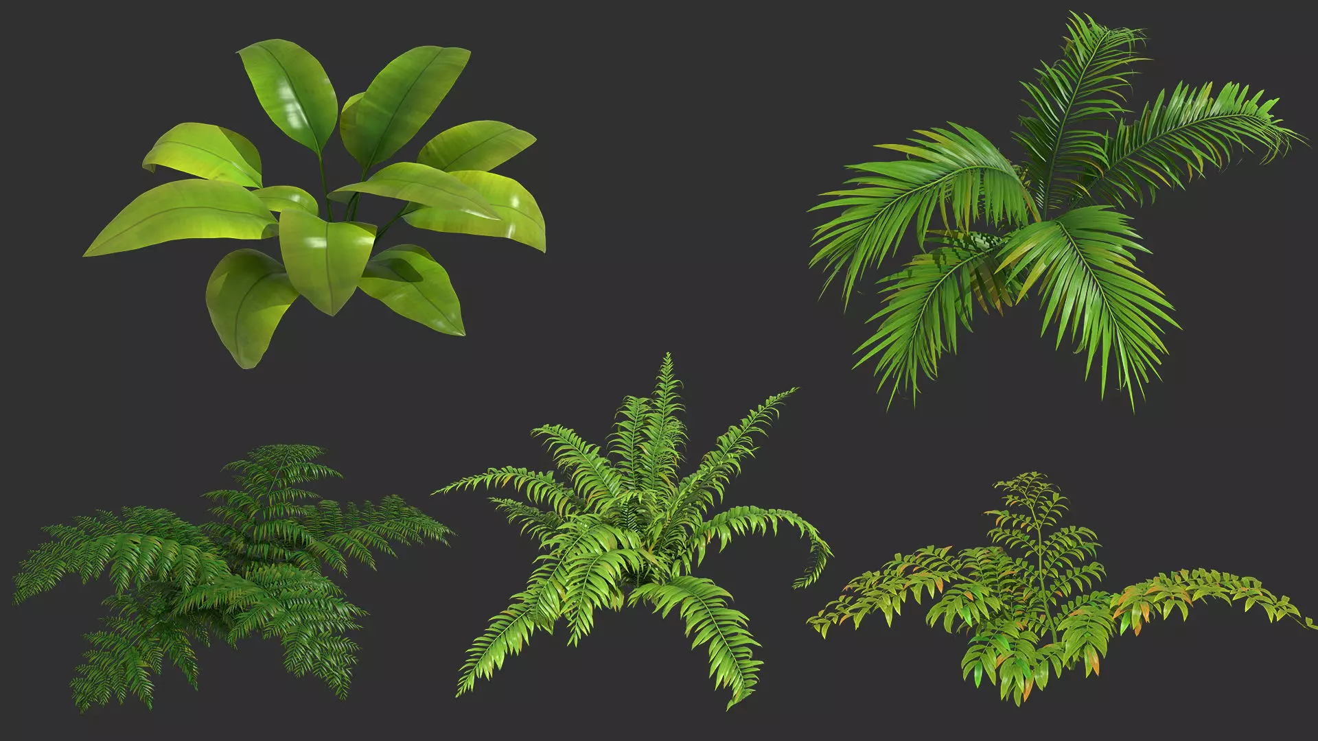 plant shrub 3D model_0