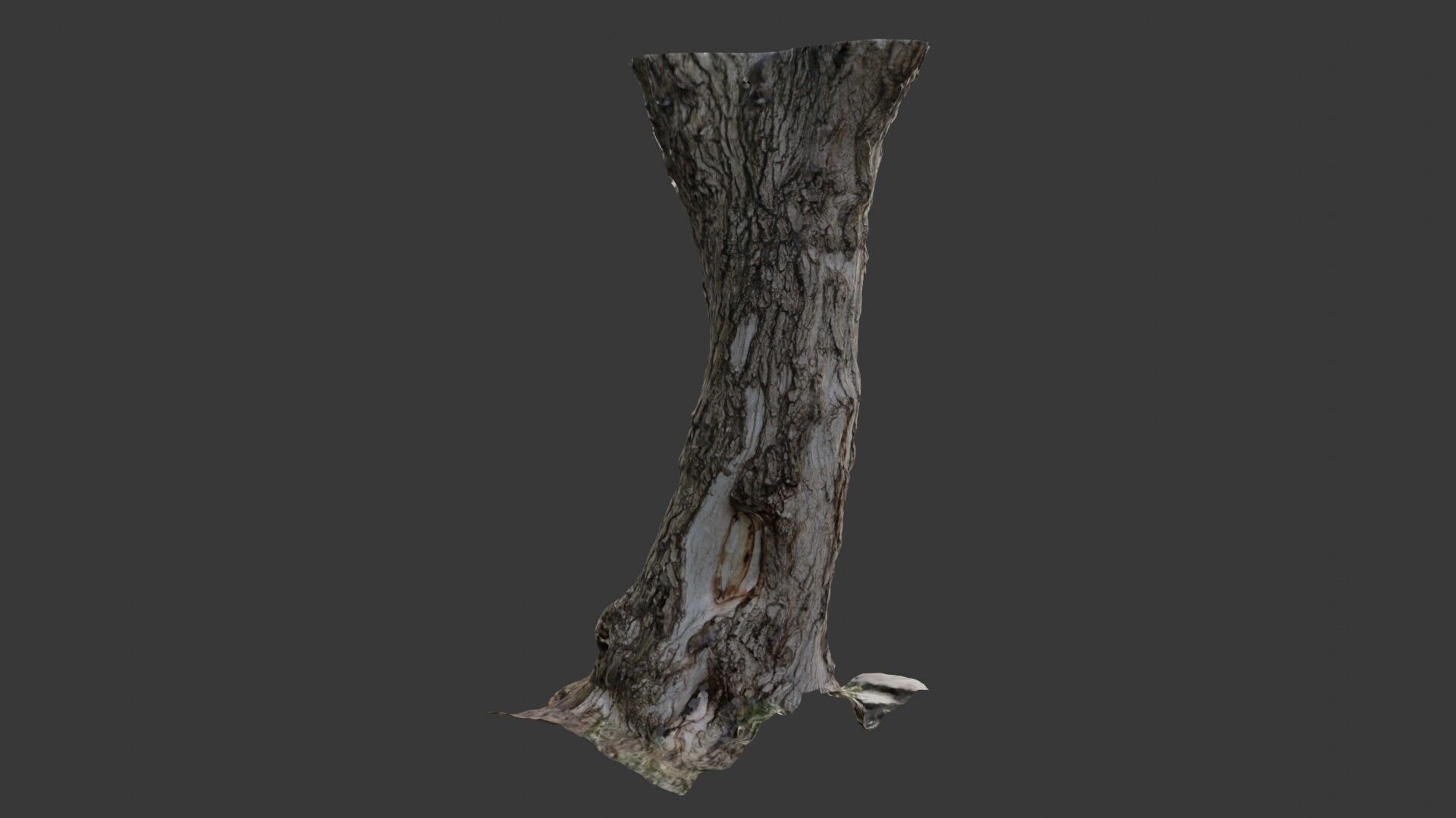 Realistic Tree Trunk  3D Scanned Model Low-poly 3D model_6